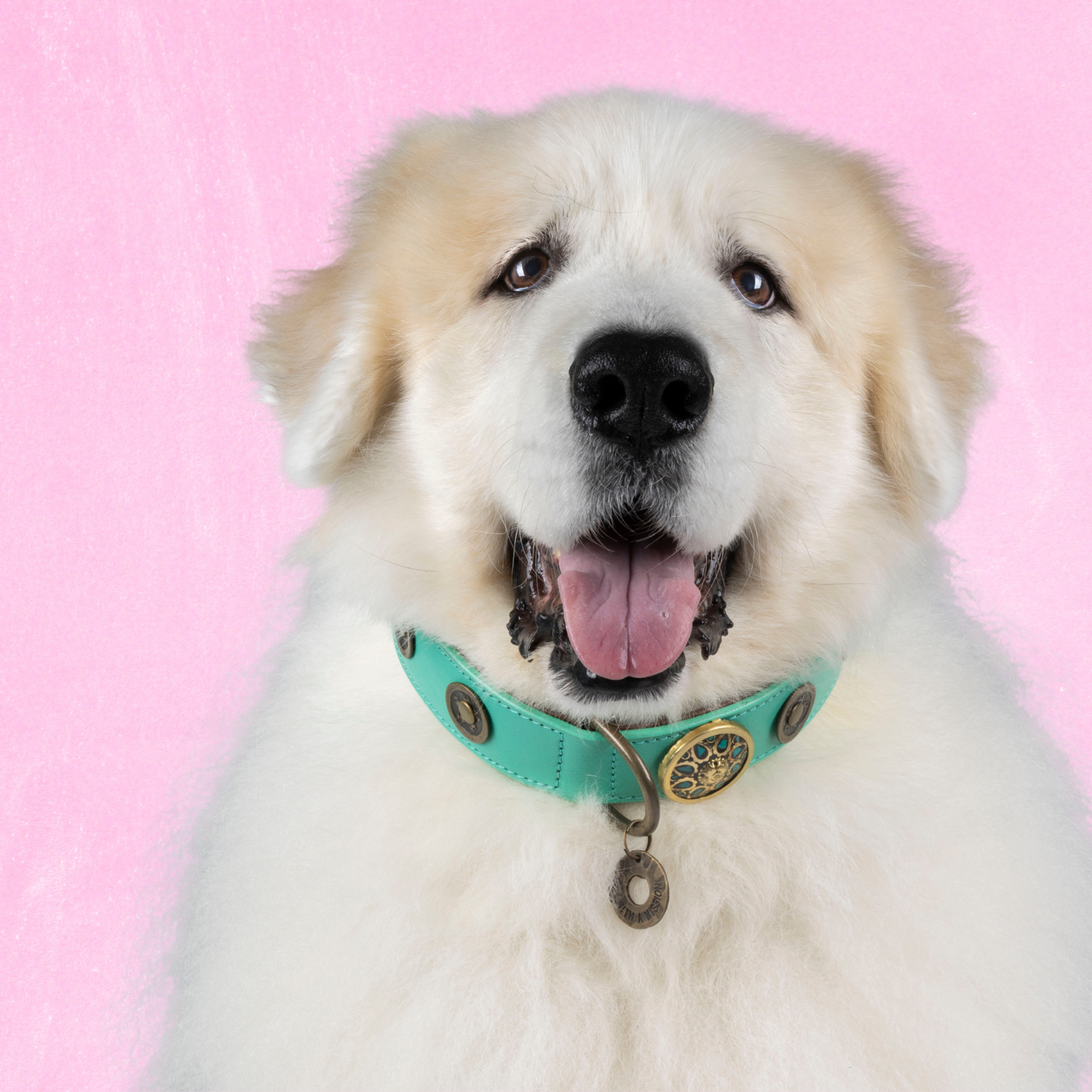 Leren hondenhalsband in turquoise met gouden medaillons van Dog with a Mission