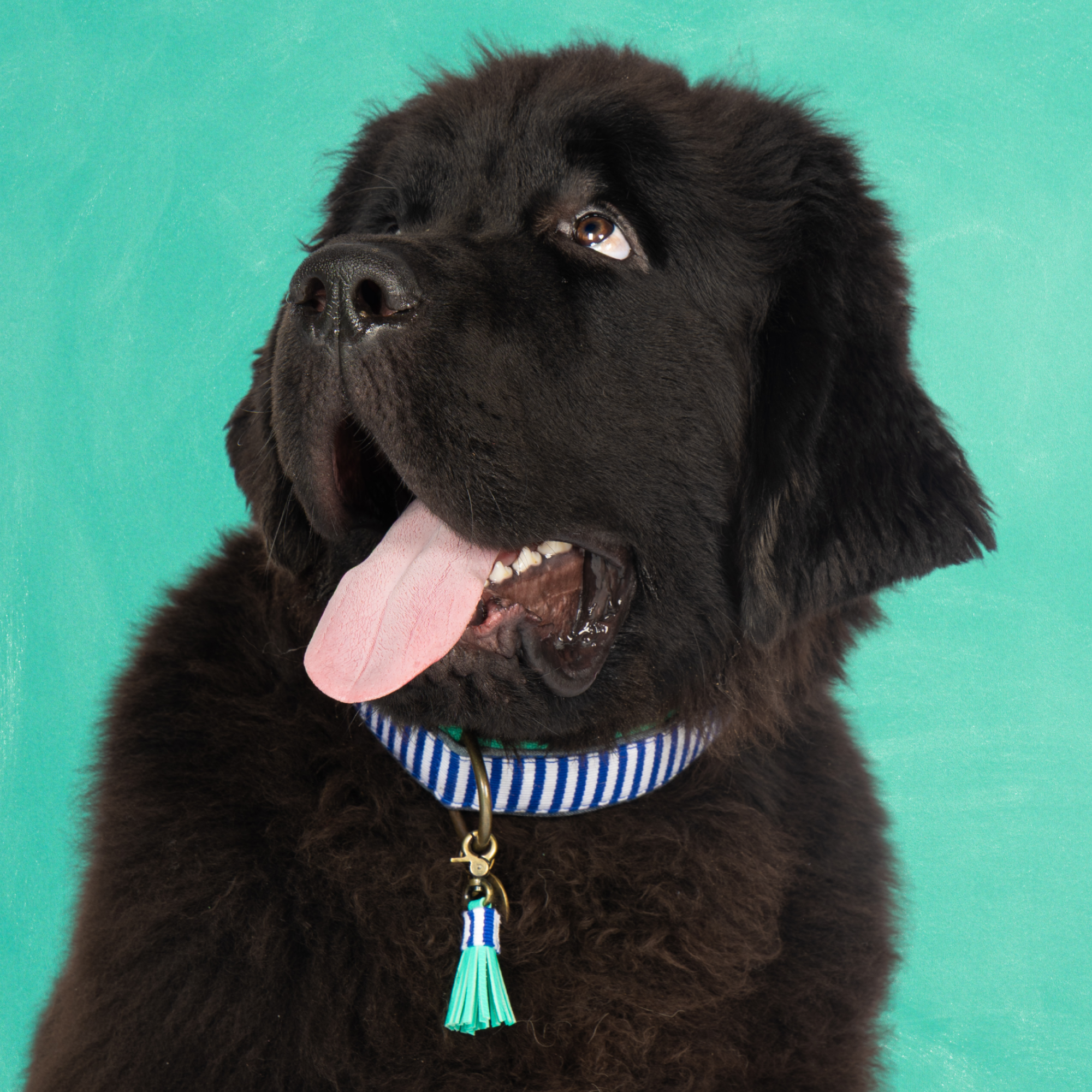 stoffen hondenhalsband in blauw met witte gestreept en turquoise kwastje van Dog with a Mission