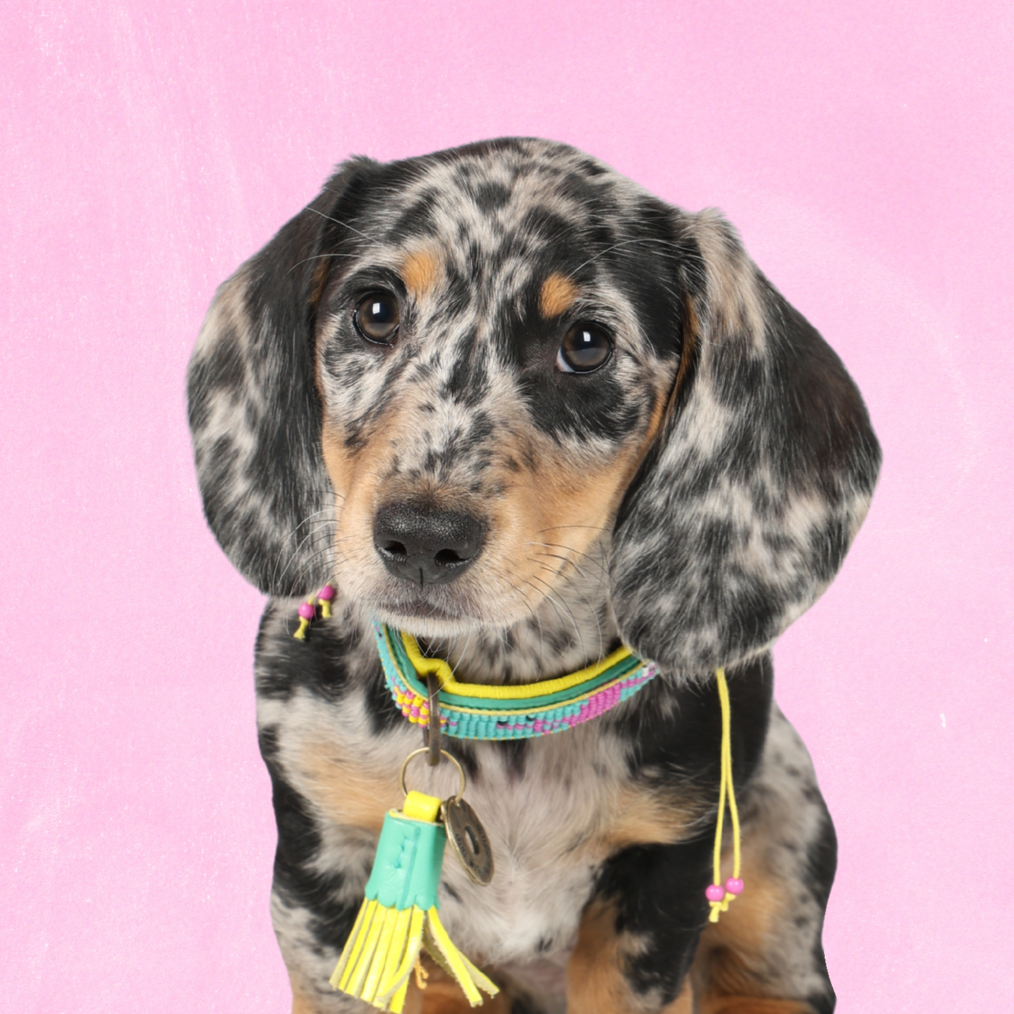 Chogogo Dog Collar XXS (Neck Size 19-24 cm / 2 cm)