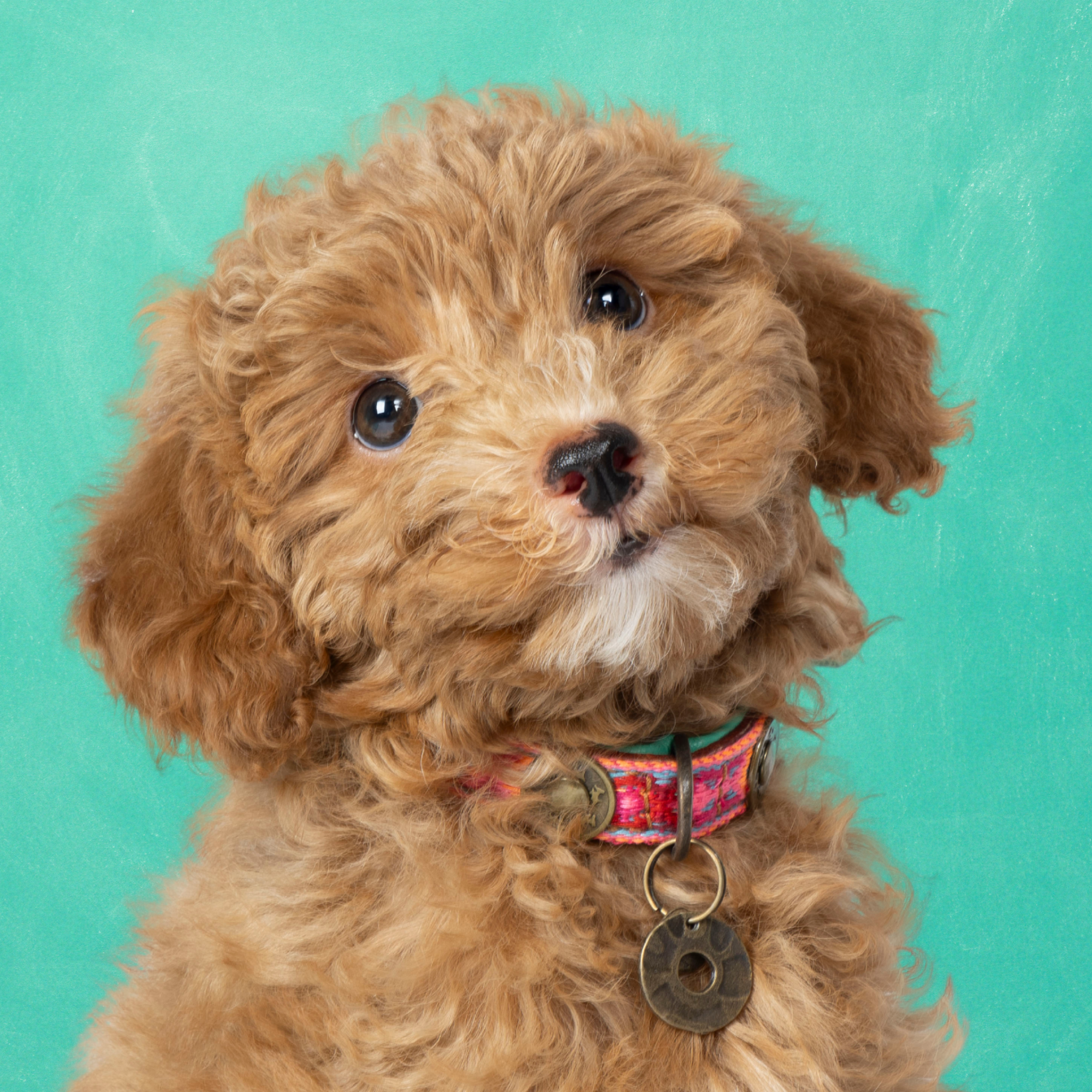 Boho Rosa Hondenhalsband XXS (Halsomvang 19-24 cm / 2 cm)