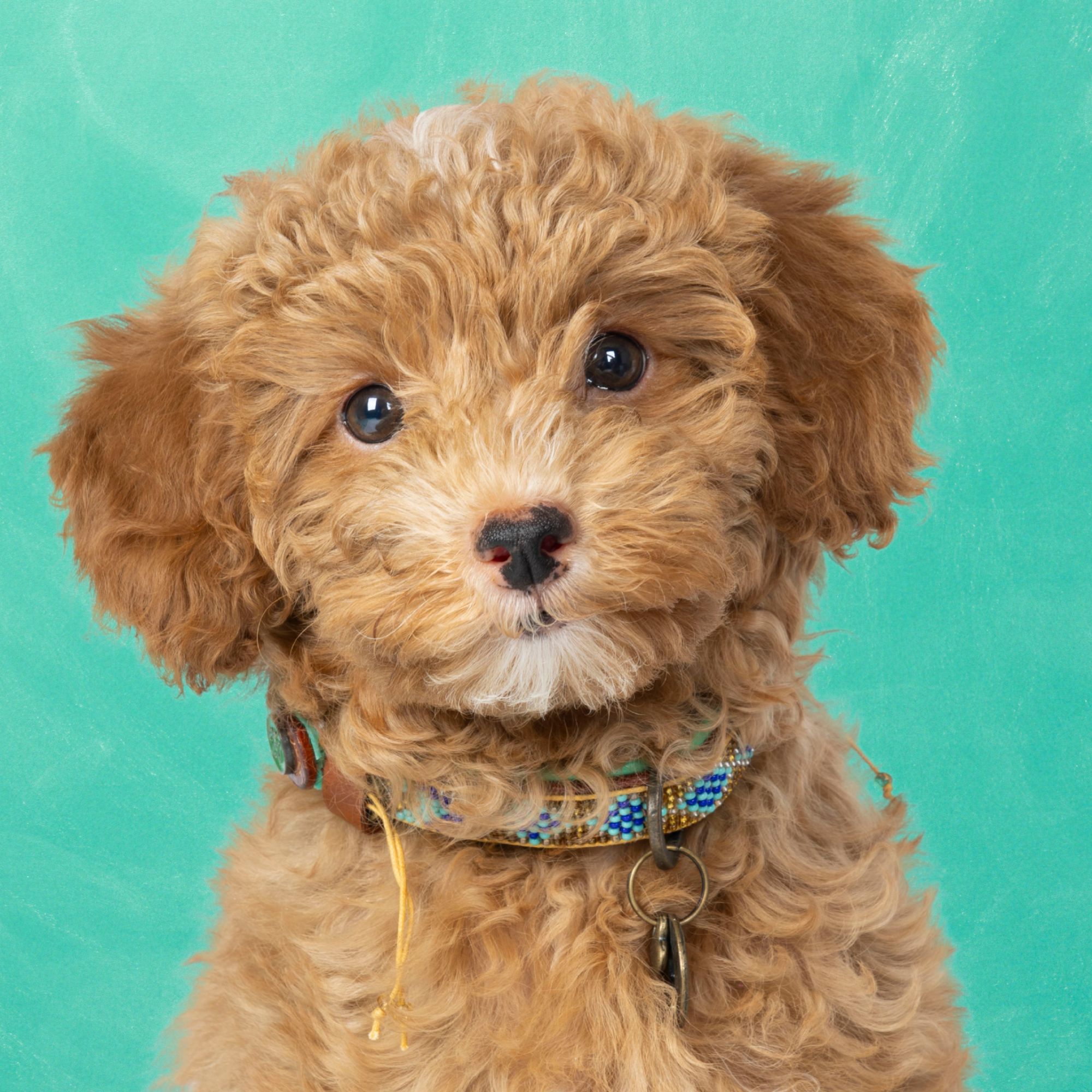 Beads Indi Moon Hondenhalsband XXS (Halsomvang 19-24 cm / 2 cm)