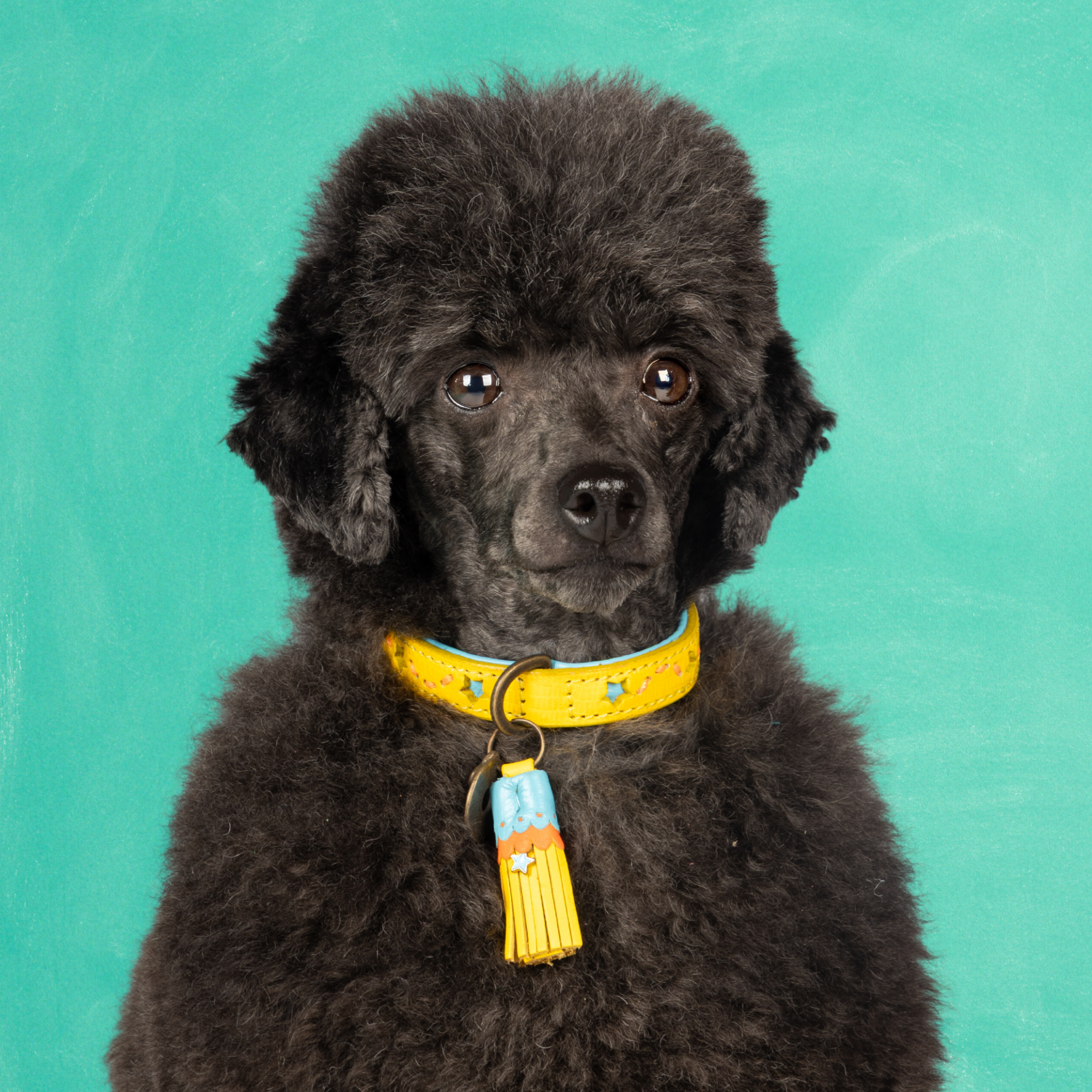 Leren hondenhalsband in geel met blauw en uitgesneden sterren en geel kwastje van Dog with a Mission