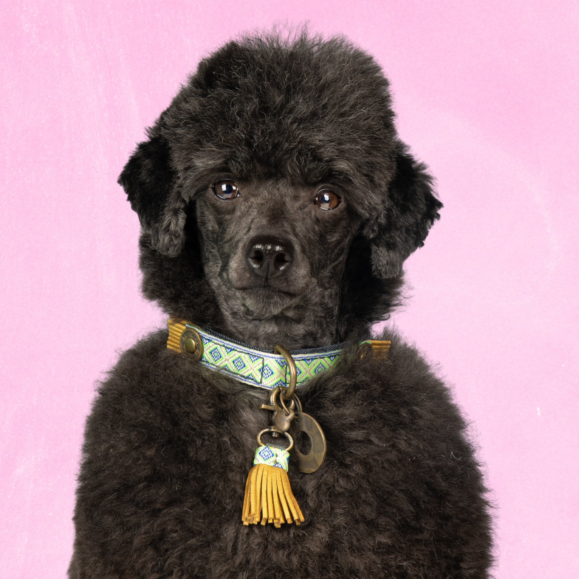 Leren hondenhalsband in blauw met groen patroon en goud kwastje van Dog with a Mission