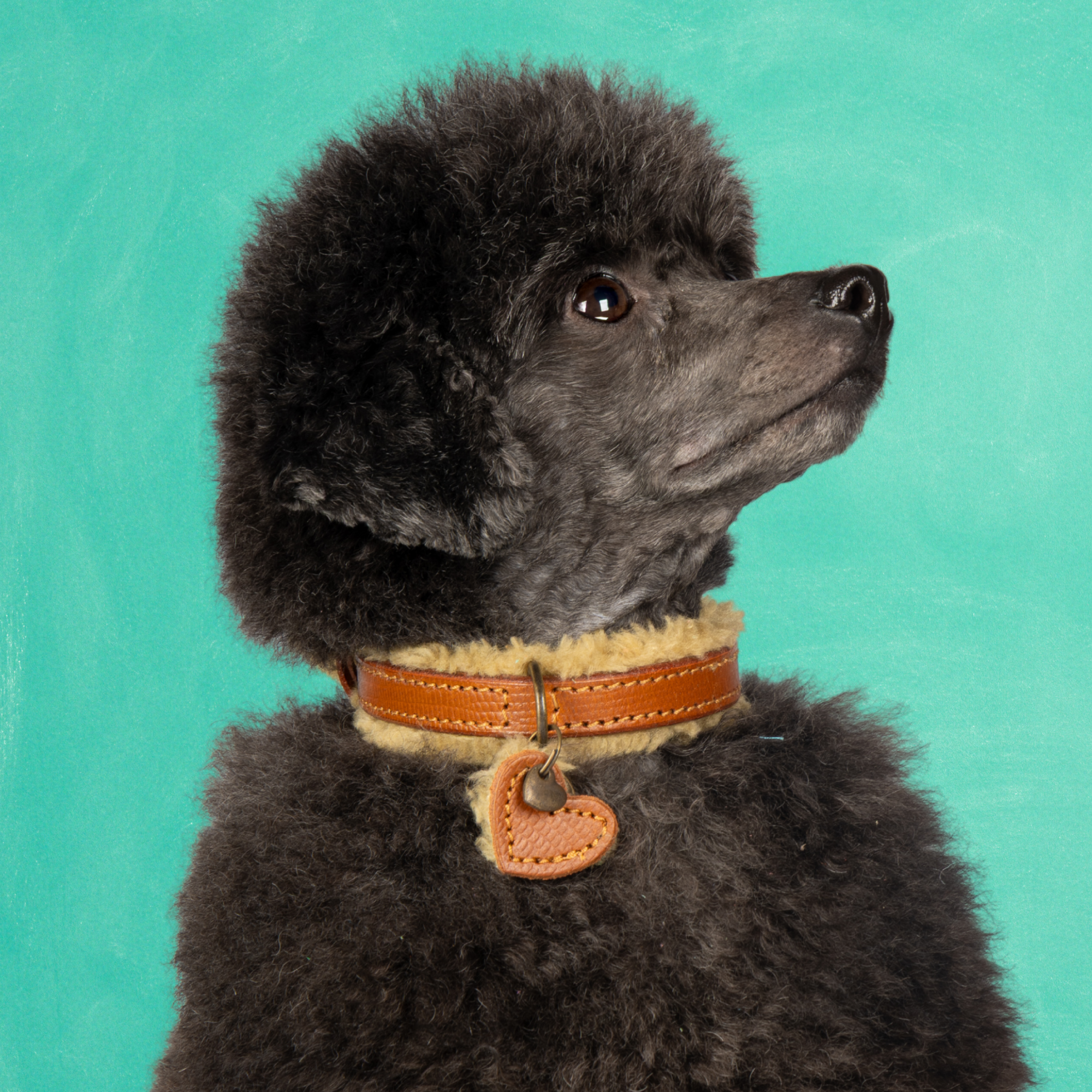 Kleidung Für Kleine Hunde PAIDEFUL Plüsch Hundepullover Braun XXL - Warmer  Winterpulli Für Hunde Hundepullover Rautenmuster XXL, image size:2000x2000