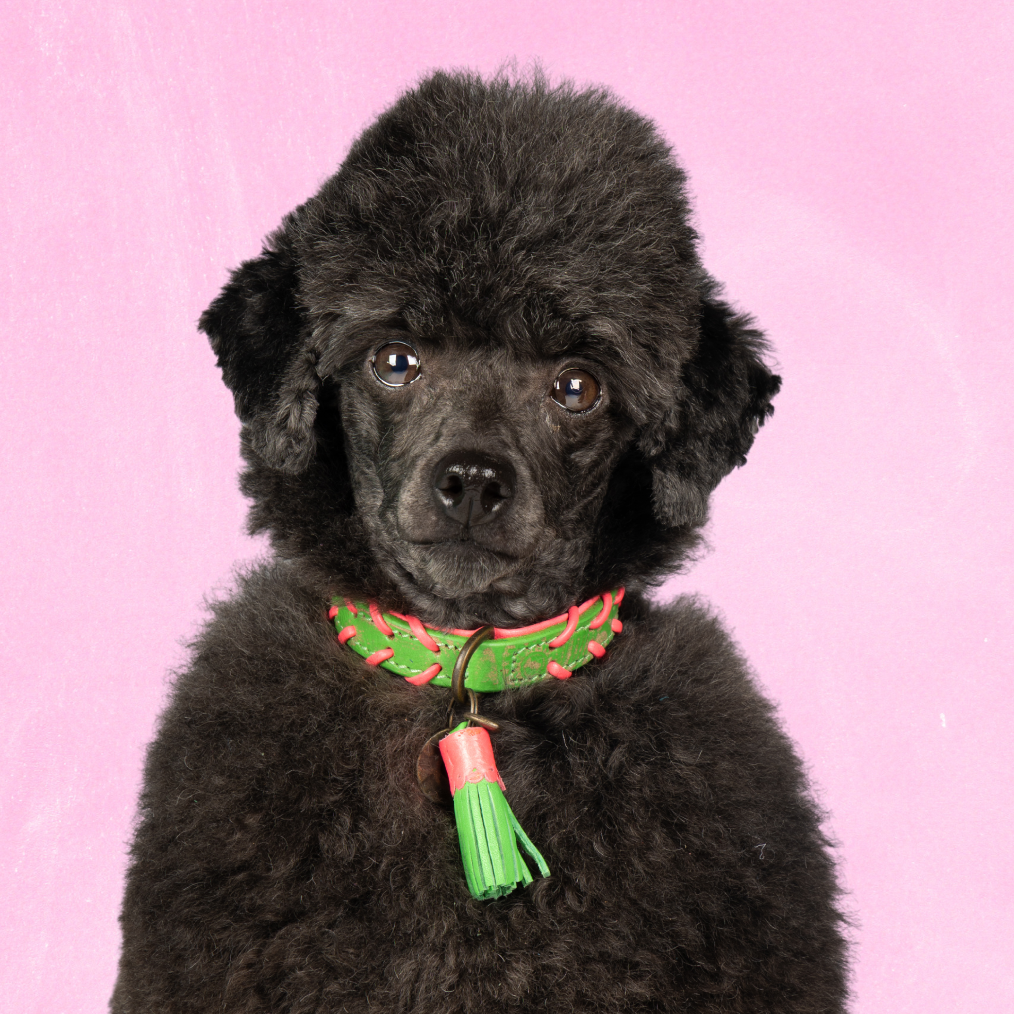 Leren hondenhalsband in groen met roze details en groen kwastje van Dog with a Mission