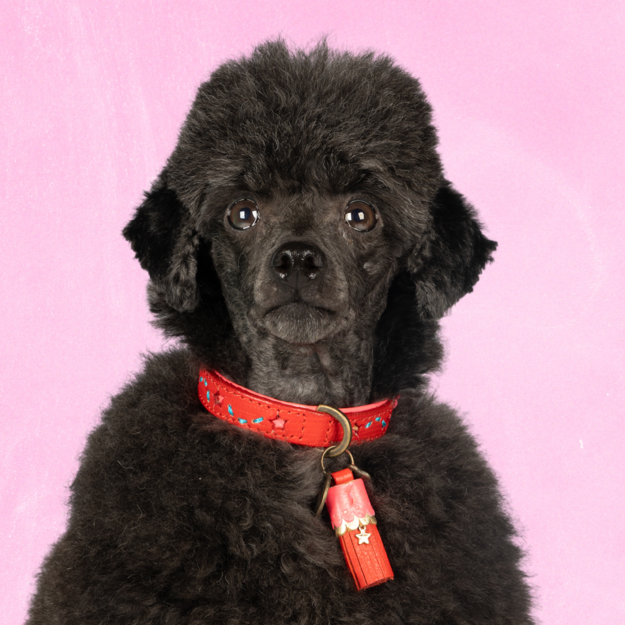 Leren hondenhalsband in rood met roze uitgesneden sterren en rood kwastje van Dog with a Mission