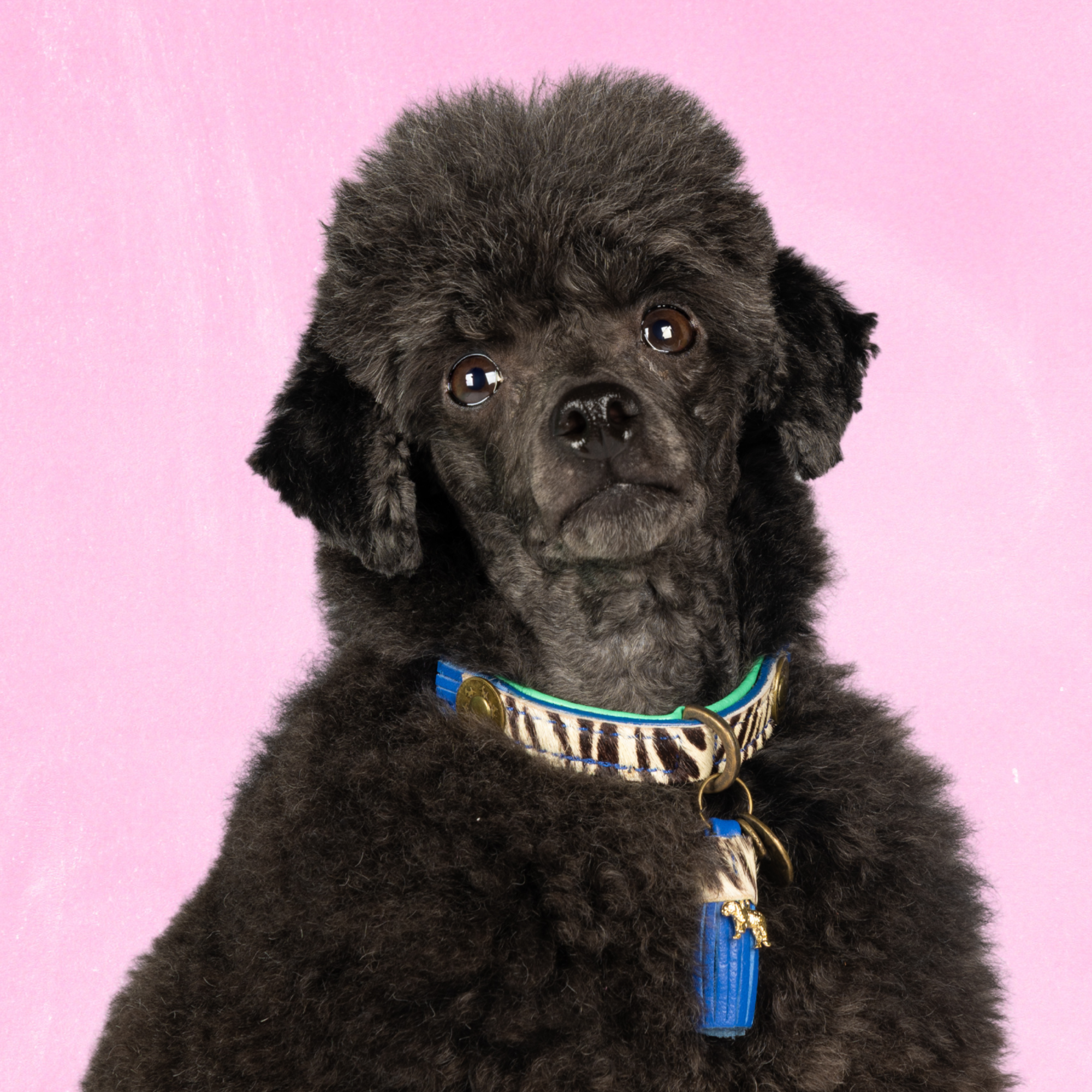 Leren hondenhalsband met zebraprint in blauw met witte details en blauw kwastje van Dog with a Mission