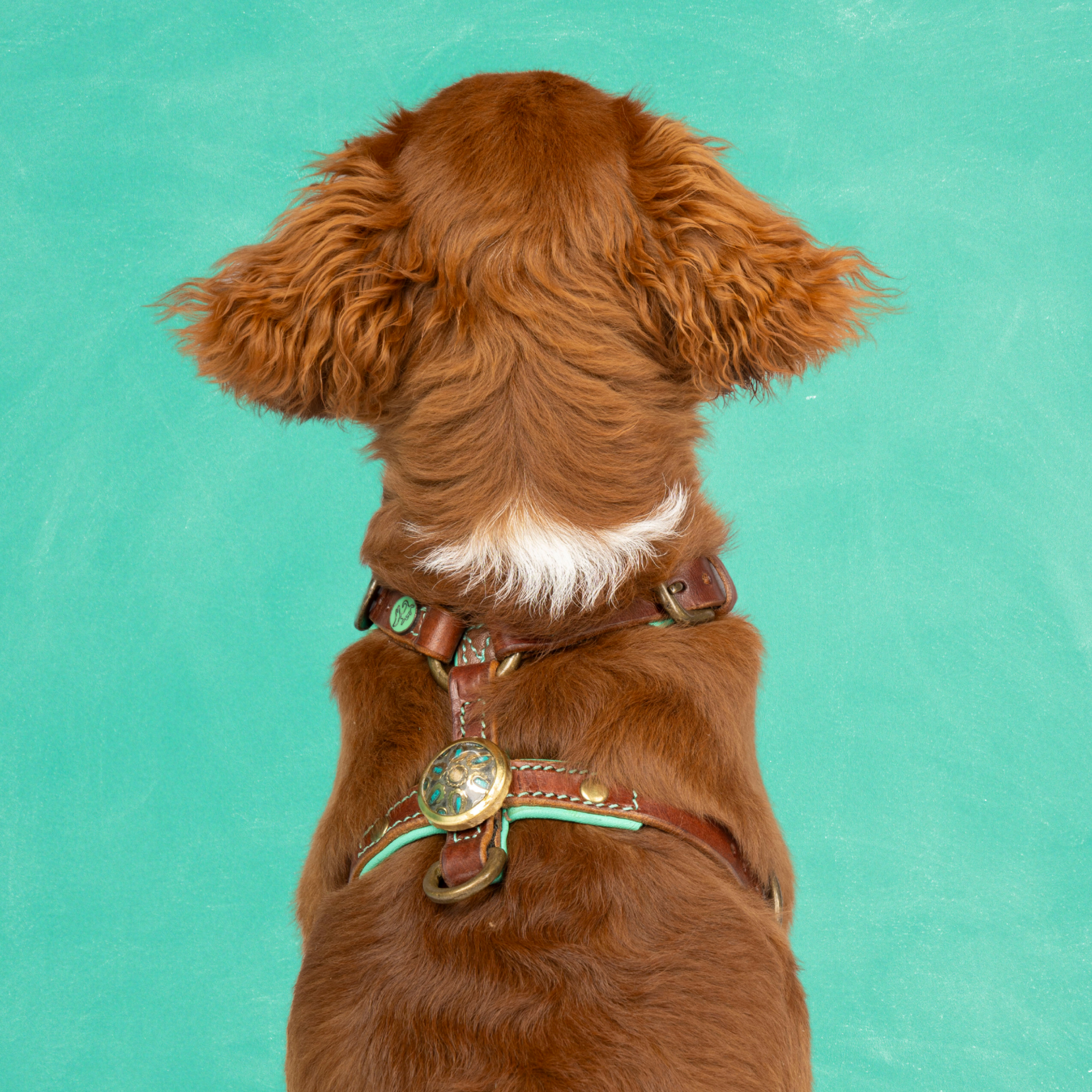 Leren hondentuigje in bruin met turquoise details en medaillon van Dog with a Mission