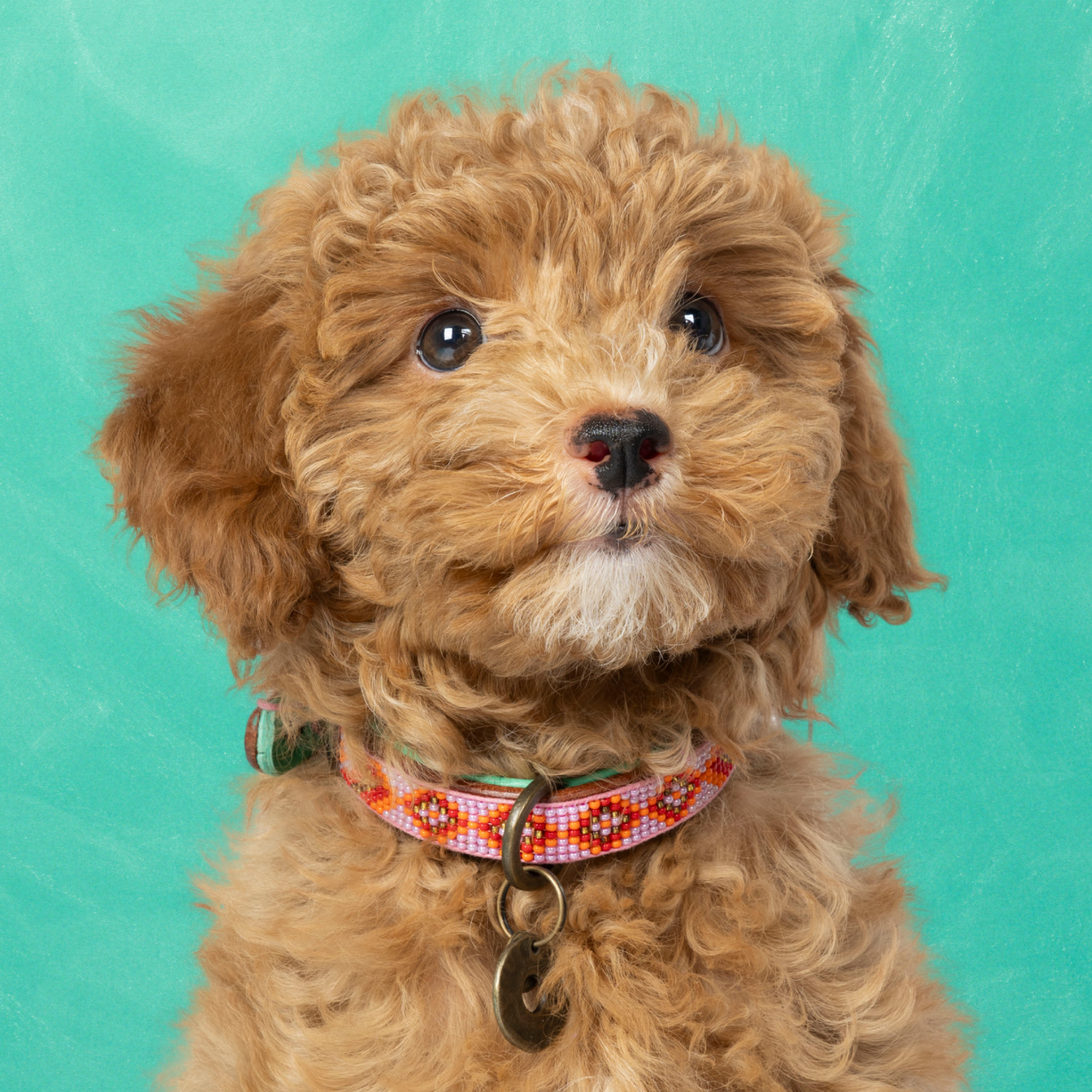 Beads Sweet Mae Hondenhalsband XXS (Halsomvang 19-24 cm / 2 cm)