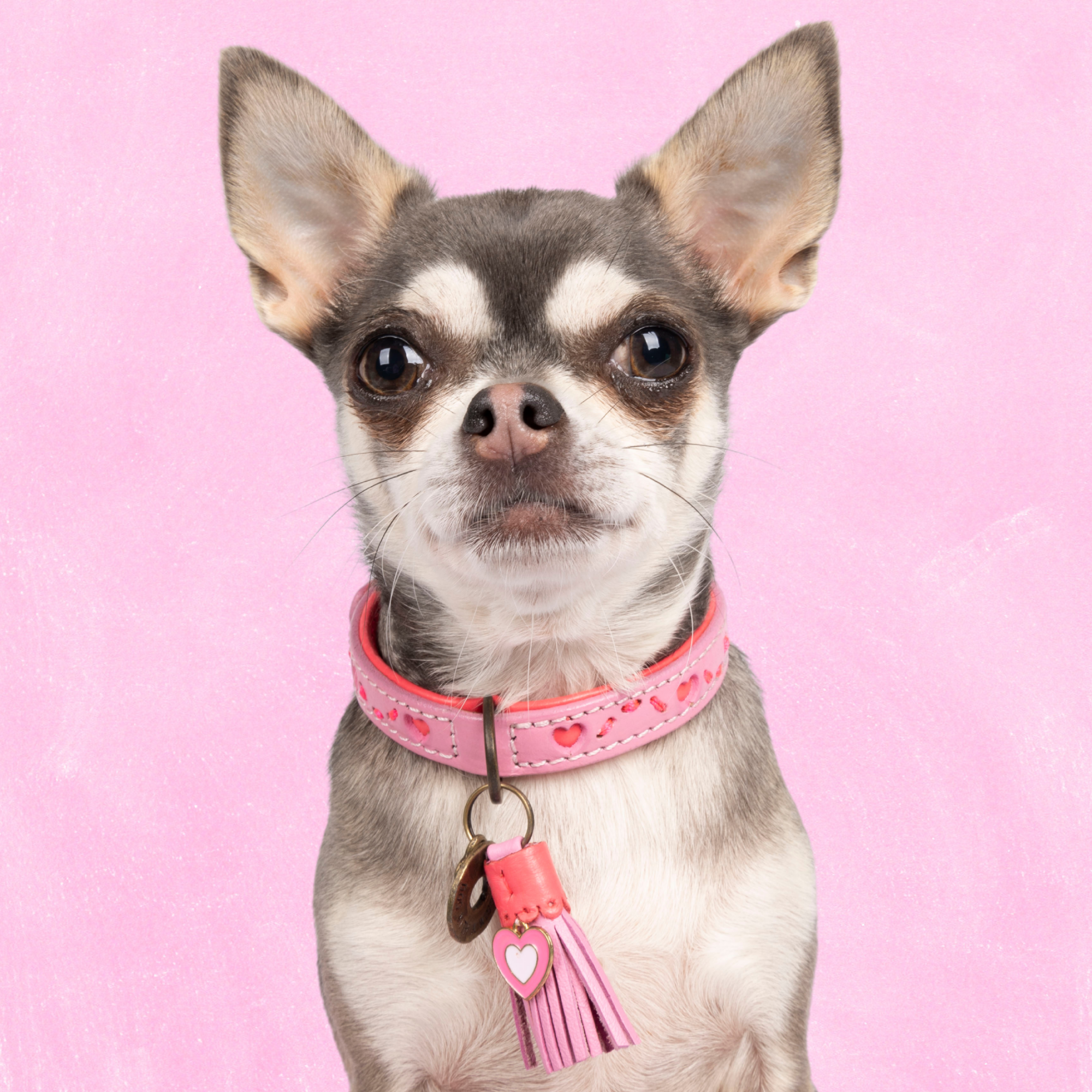 Cute pink leather dog collar with hearts - DWAM Dog with a Mission