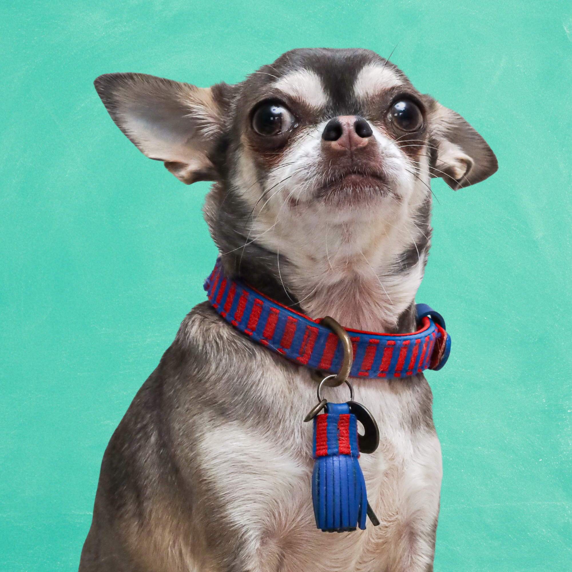 Mr Clooney Hundehalsband XXS (Halsumfang 19-24 cm / 2 cm)