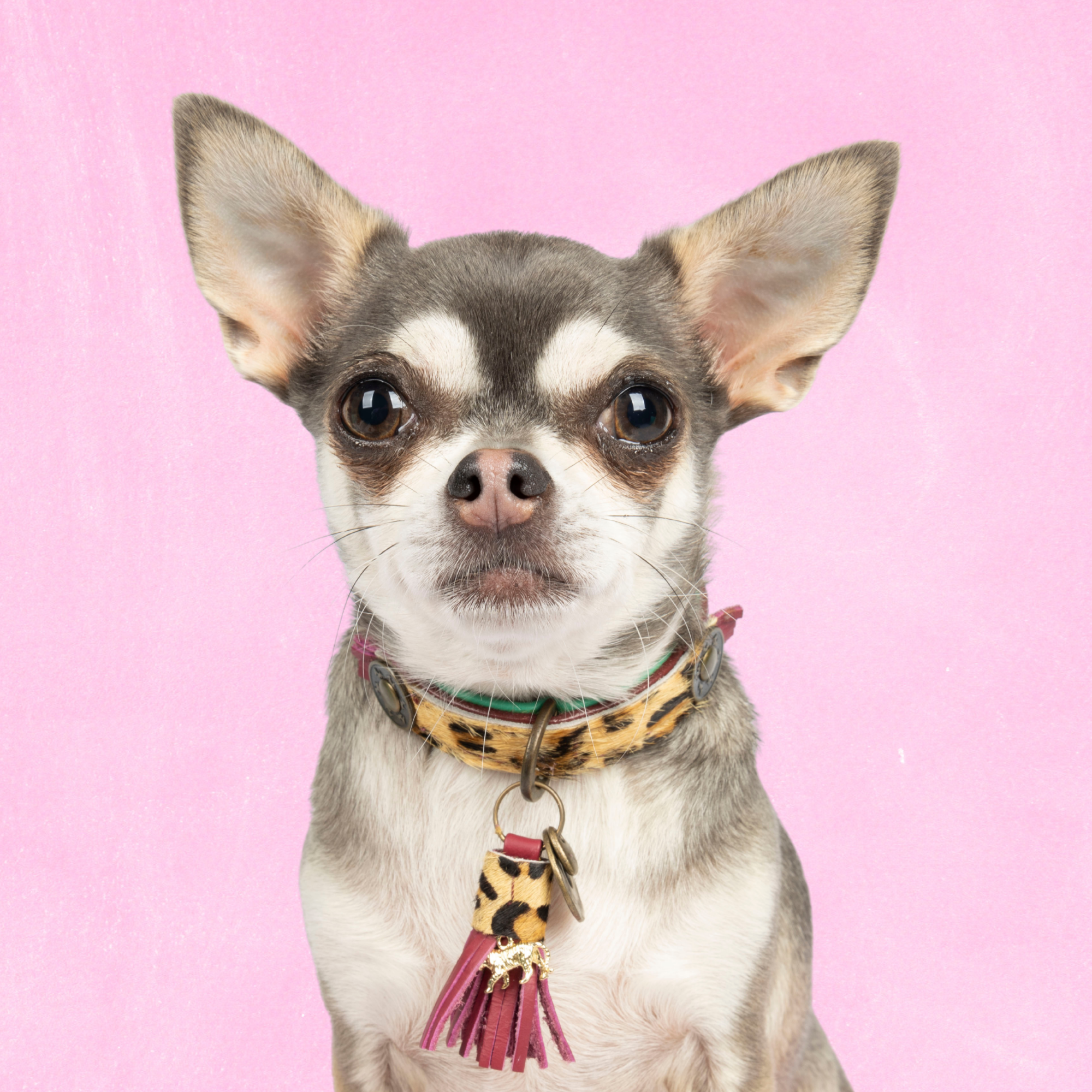 Lou Lou Hondenhalsband XXXS (Halsomvang 15-21 cm / 1,5 cm)