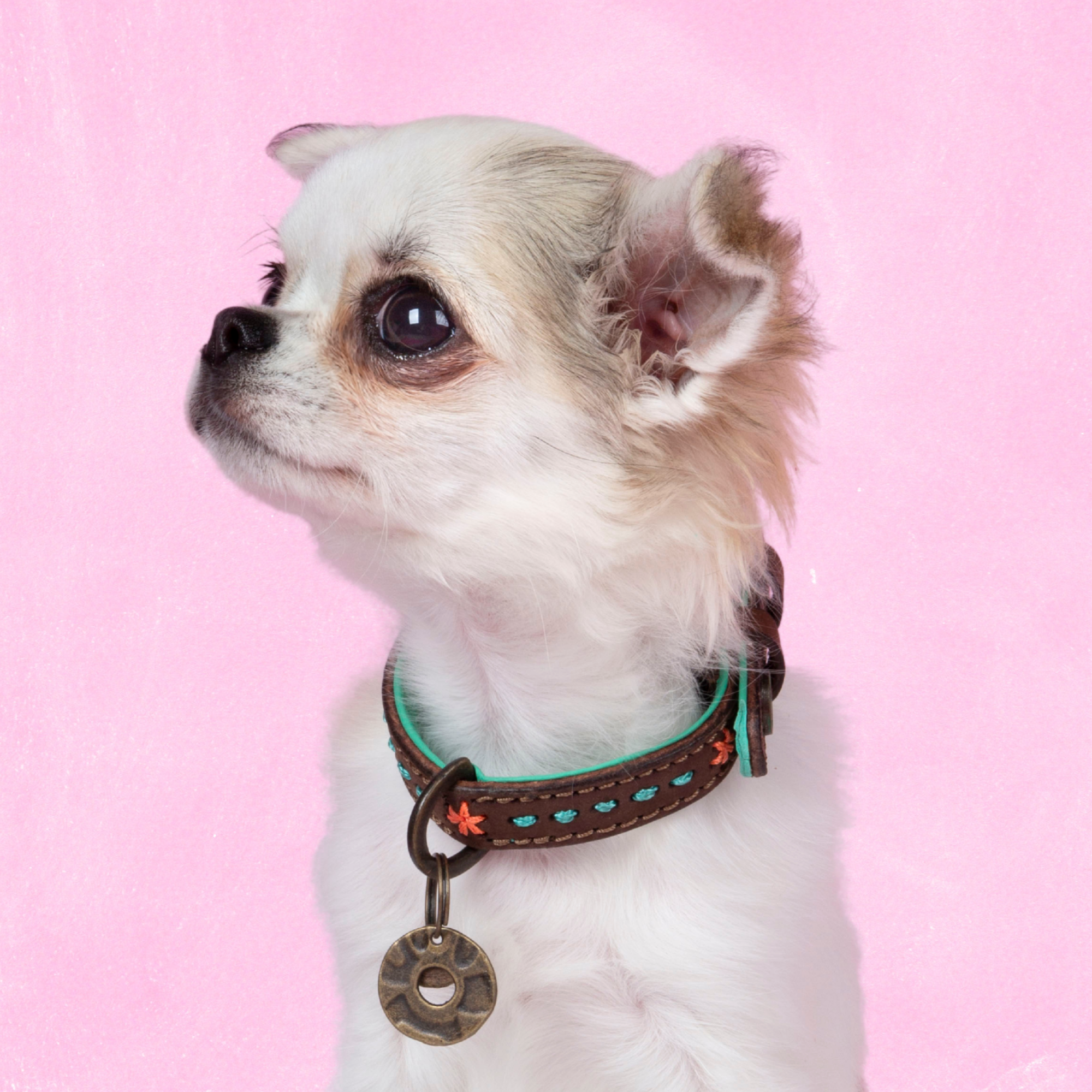 Urban Joplin Hundehalsband XXS (Halsumfang 19-24 cm / 2 cm)