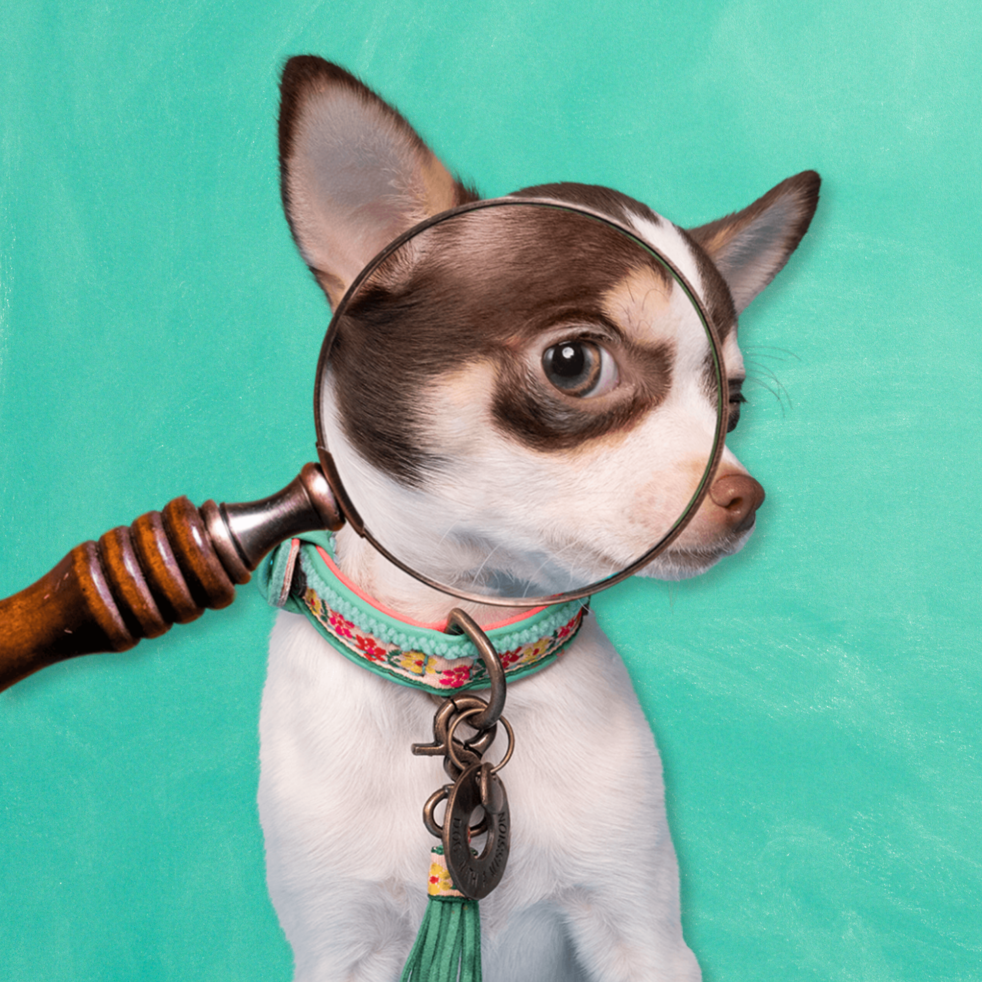 Bella Mini Dog XXXS Halsband DWAM