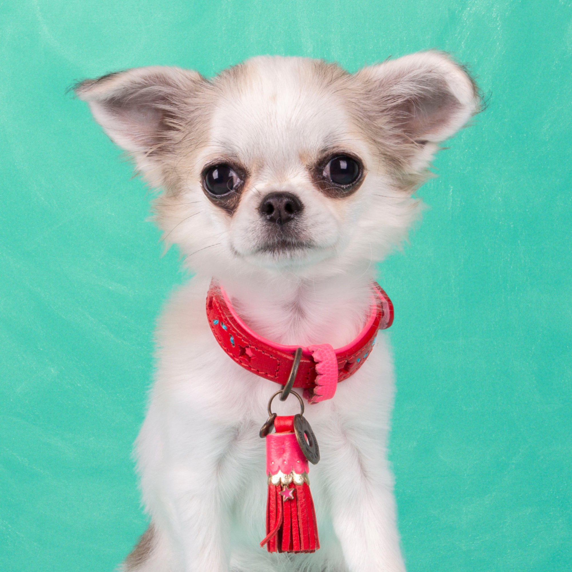 Urban Pink Star Hondenhalsband XXXS (Halsomvang 15-21 cm / 1,5 cm)