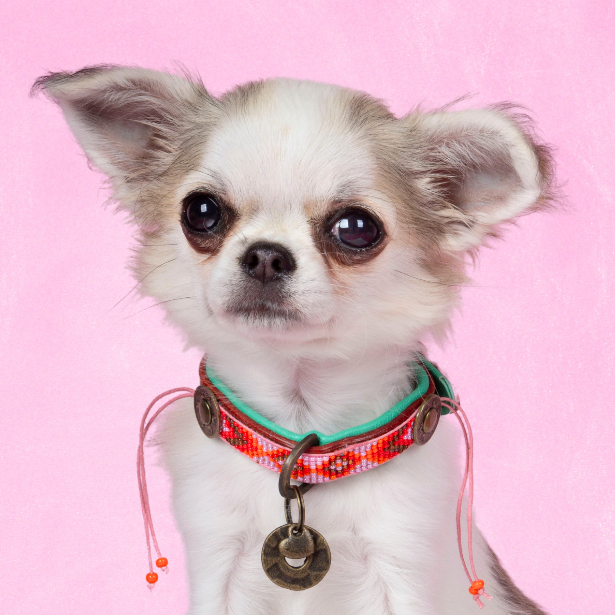 Beads Sweet Mae Hondenhalsband XXXS (Halsomvang 15-21 cm / 1,5 cm)