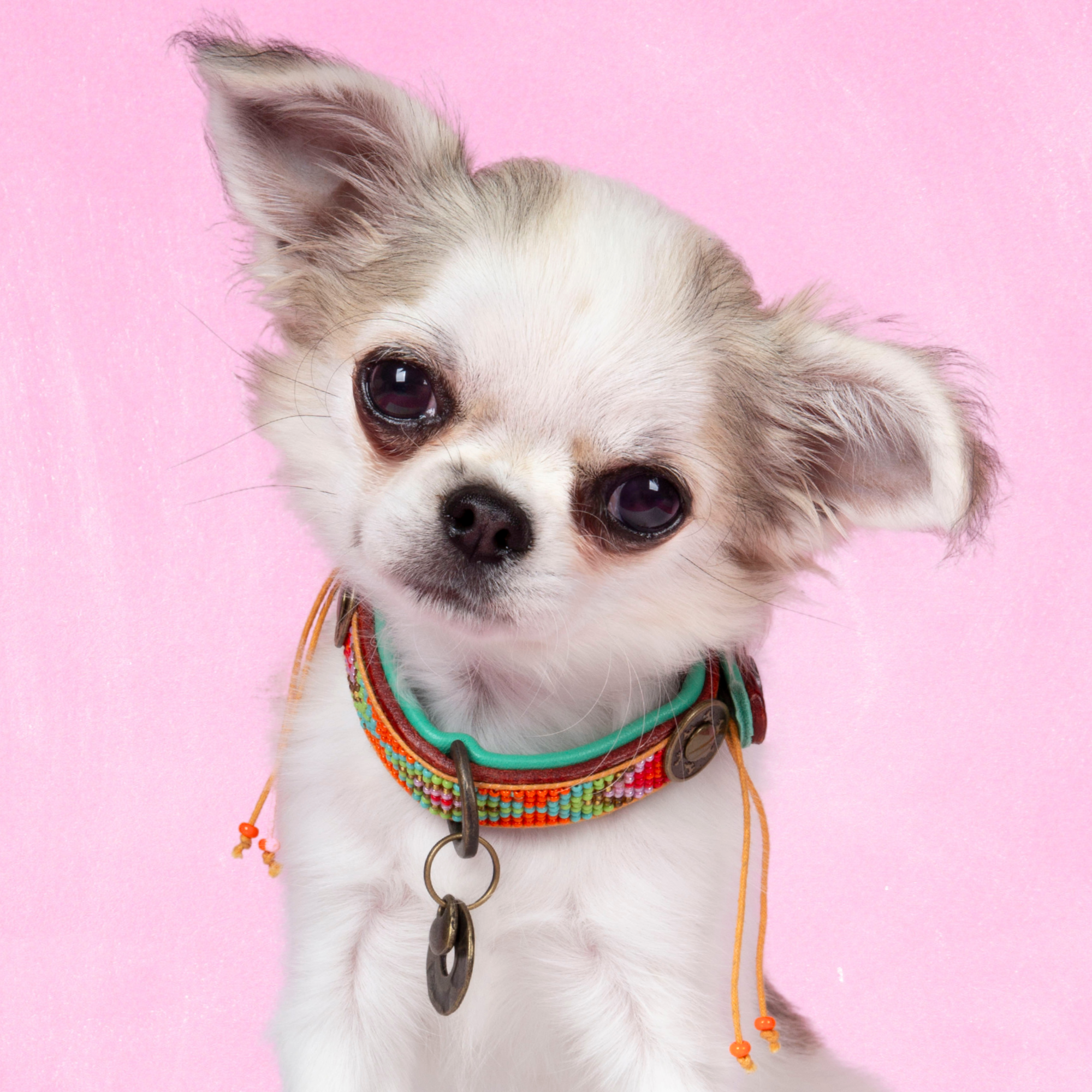 Beads Tiger Lily hondenhalsband XXXS 1,5 cm oranje geel kralen leer Dog with a Mission DWAM