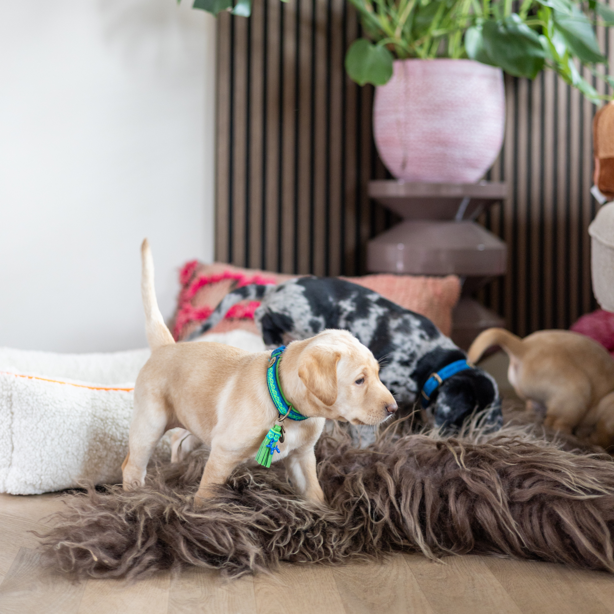 Labrador puppy met Zula hondenhalsband van kobaltblauwe vacht met neongroene leren voering en bohemian band, groen kwastje, speelt in boho woonkamer – premium hondenhalsband voor kleine honden DWAM