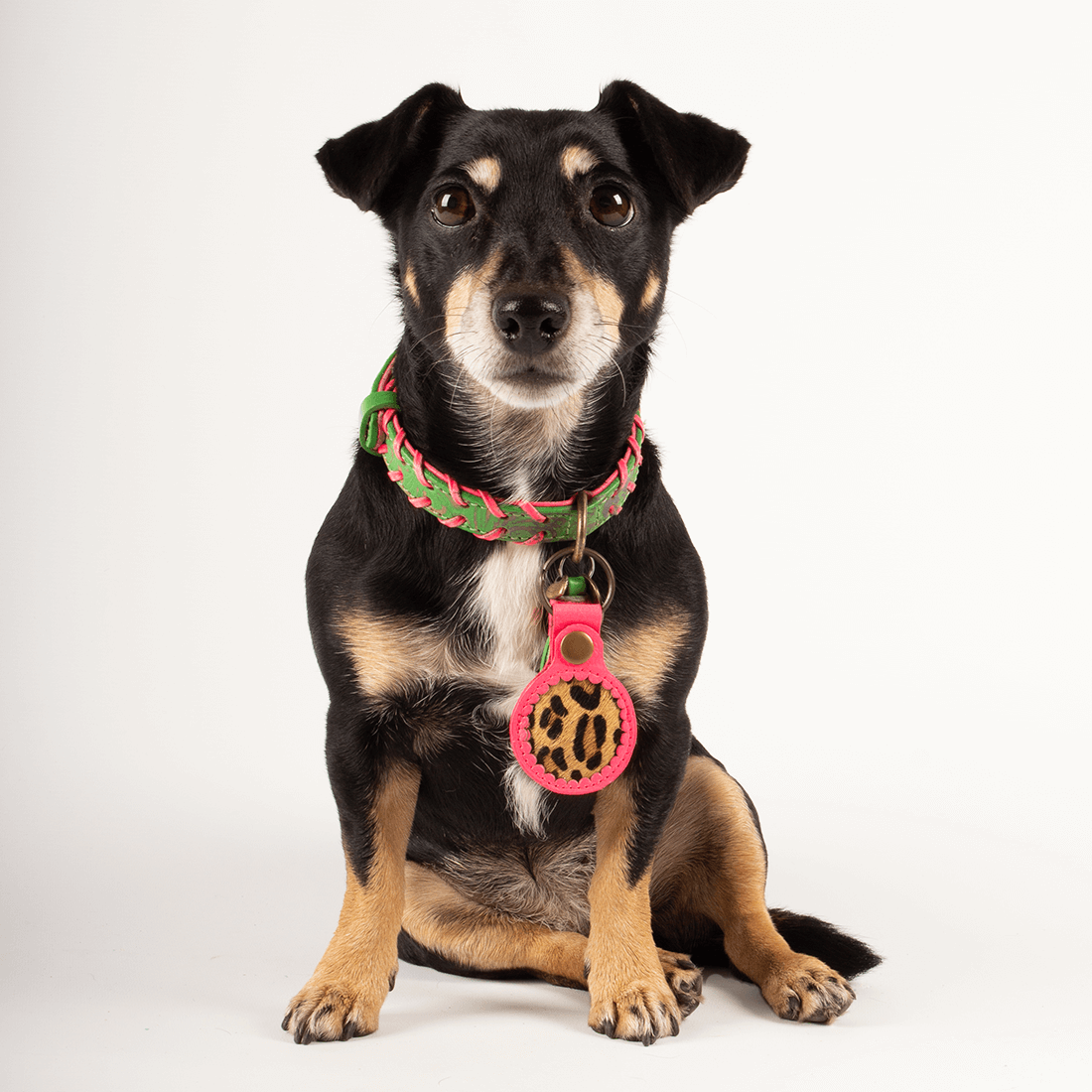 AIRTAG_HOLDER_TEDDY_DWAM_DOGWITHAMISSION_1100x1100px 2