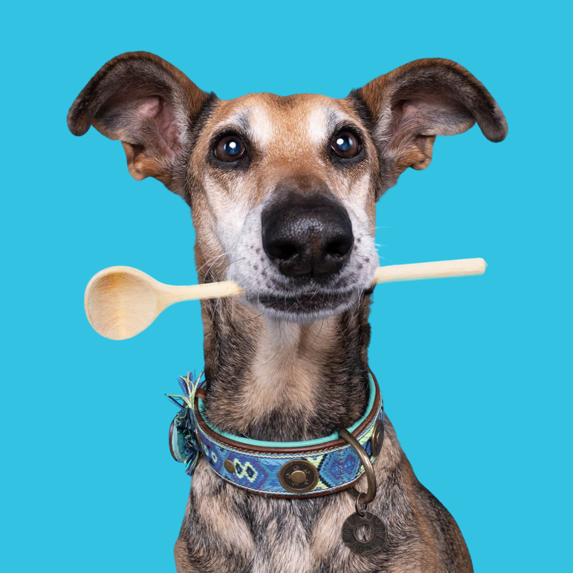boho-juan-blauwe-lederen-halsband-ibiza-must-have-dog-with-a-mission.jpg