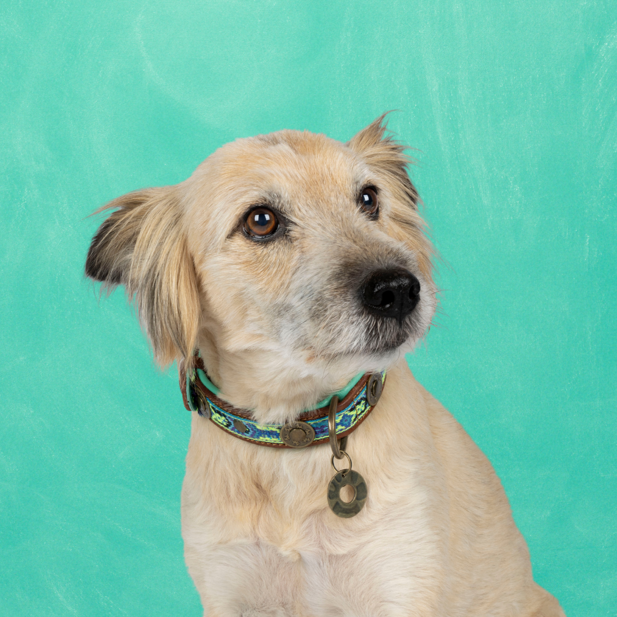 Boho Juan Dog Collar S (Neck Size 30-33 cm / 2,5 cm)