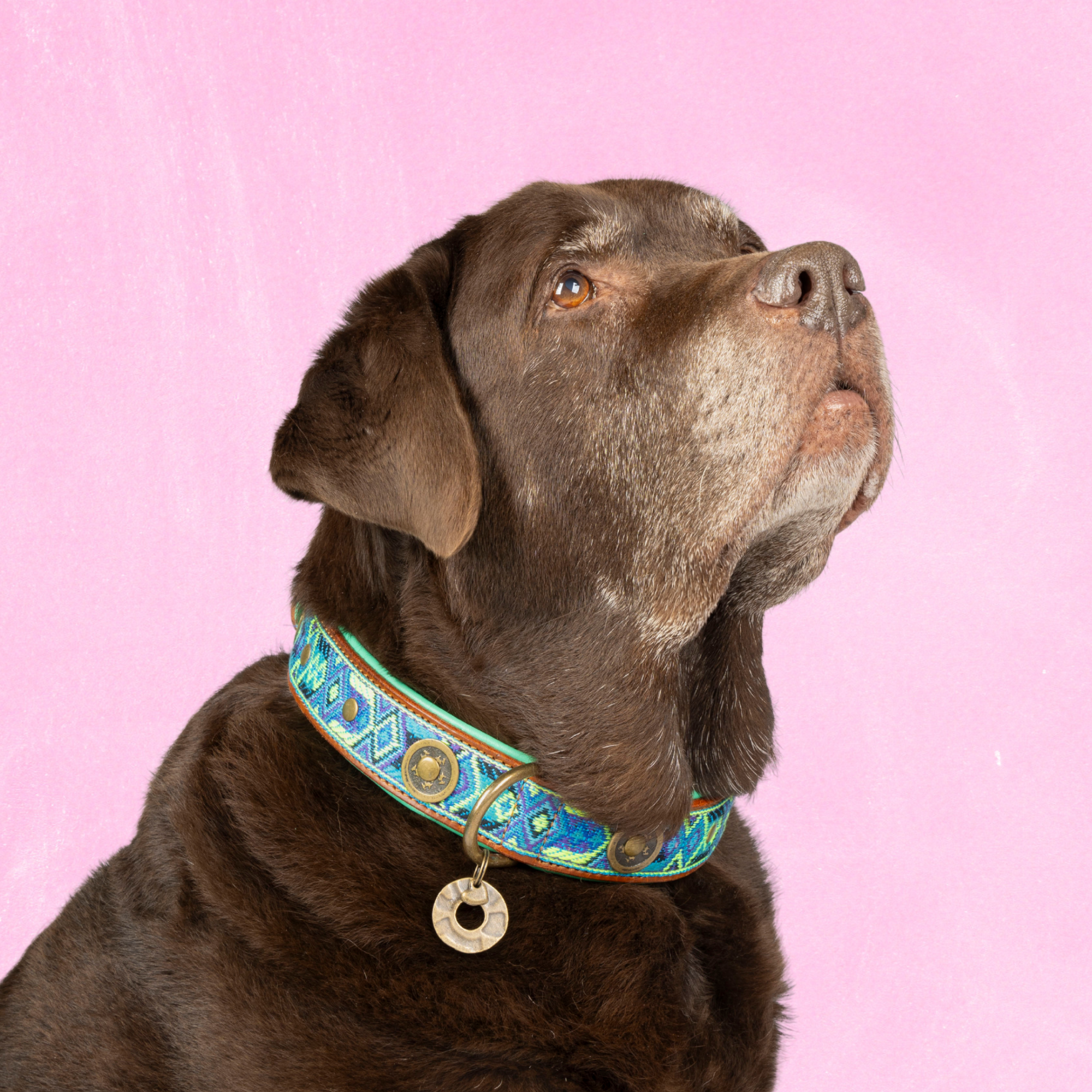 Boho Juan hondenhalsband XXL op extra grote hond met buffelleer