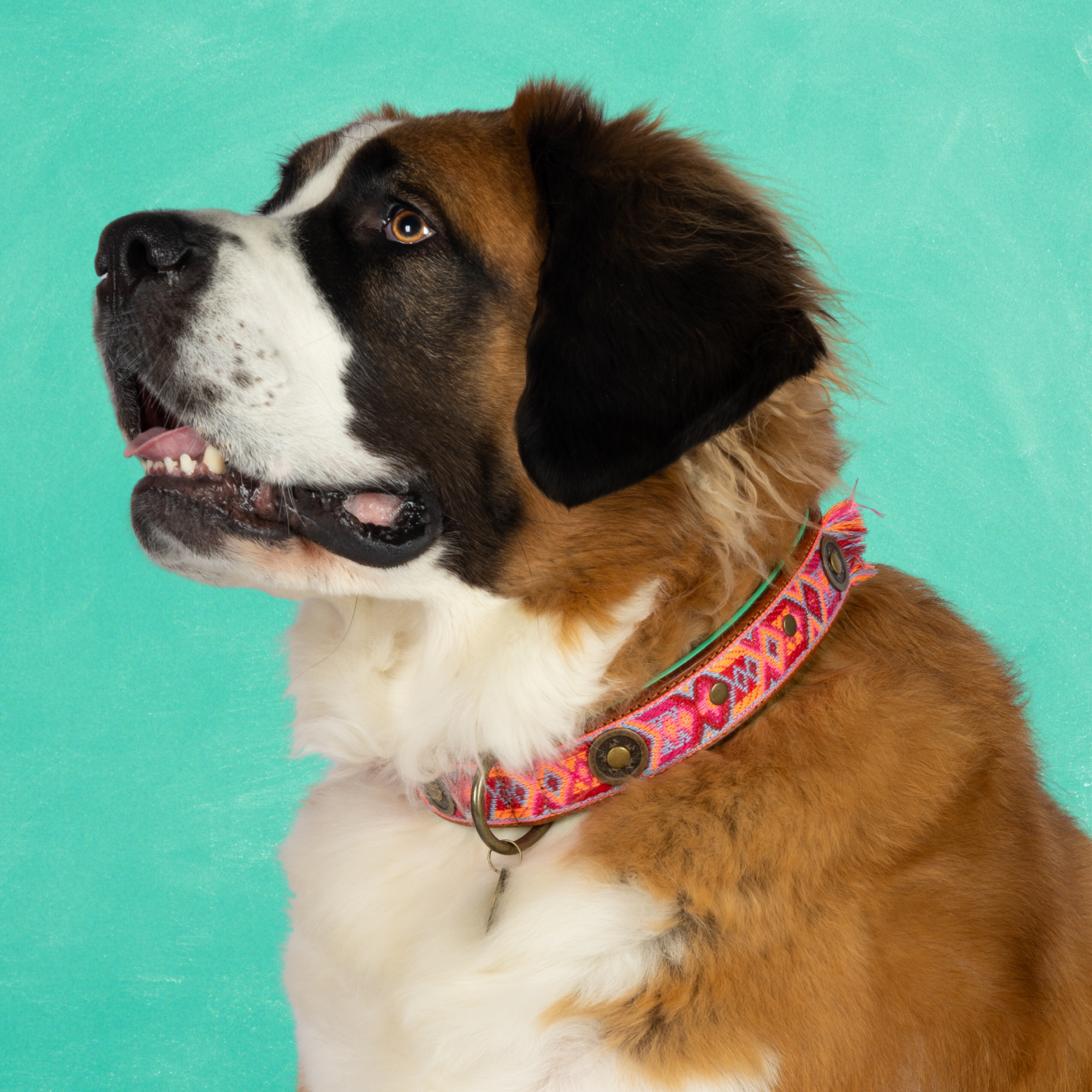 Boho Rosa Hondenhalsband XXL (Halsomvang 55-65 cm / 4 cm)