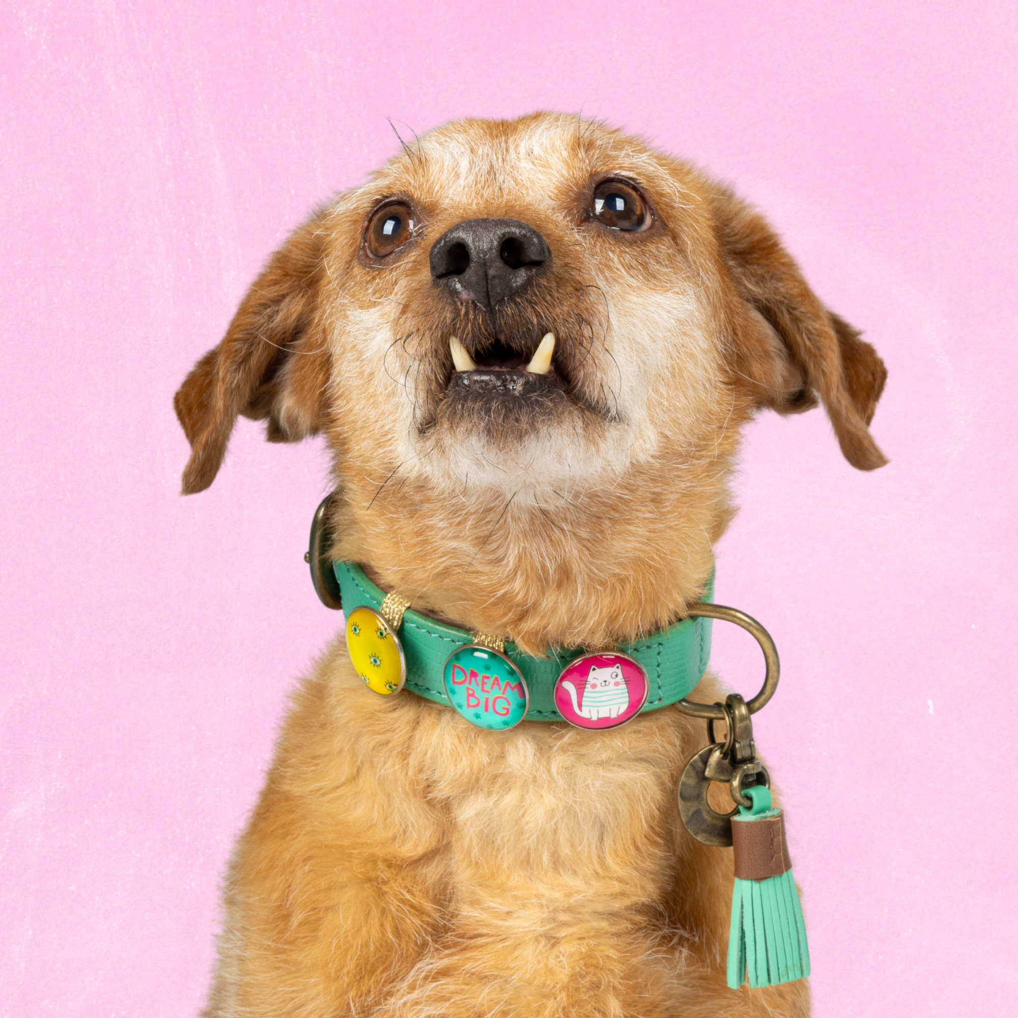 California Dreaming Hondenhalsband S ( Halsomvang 27-33 cm / 2,5 cm)