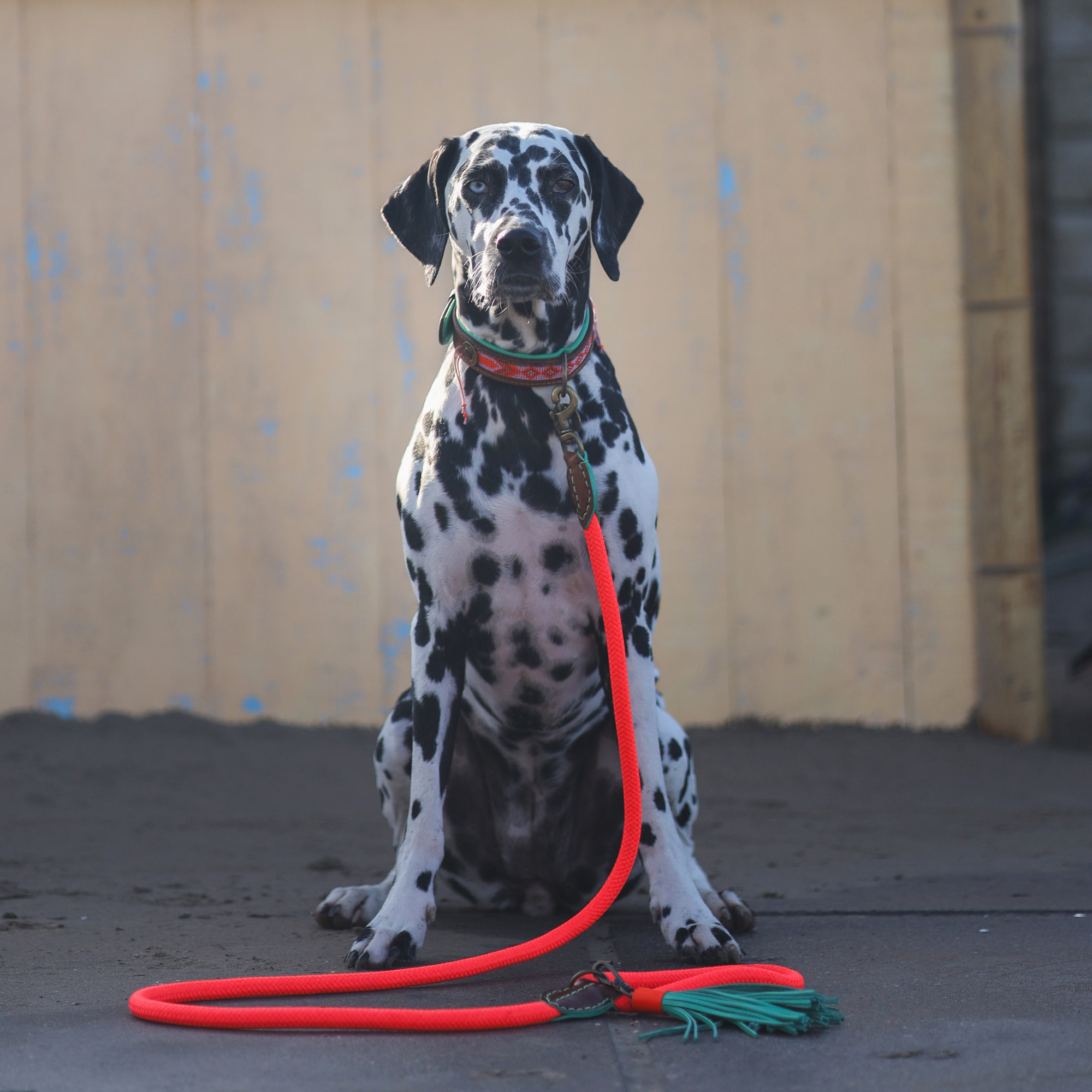 Classic Carrot Cake Hondenriem L (155 cm X 1,4 cm)