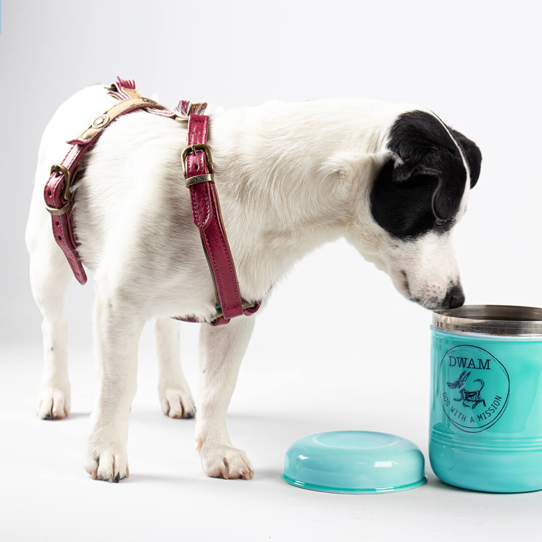 COOKIE-MONSTER-BLAUW-DWAM-DOGWITHAMISSION