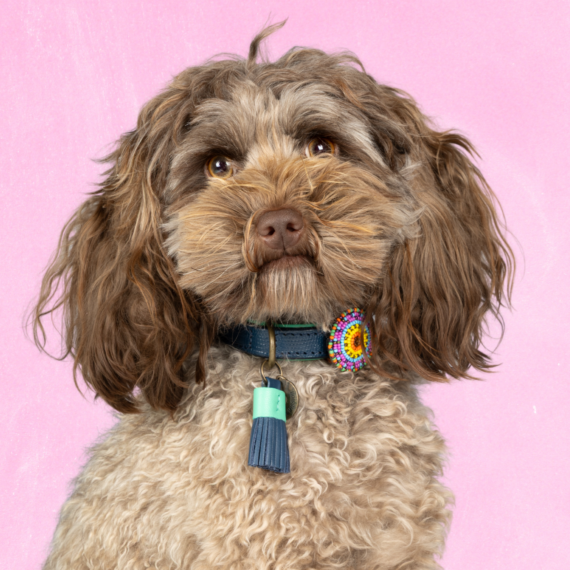 Detroit Tigers Hondenhalsband XS ( Halsomvang 23-29 cm / 2 cm)