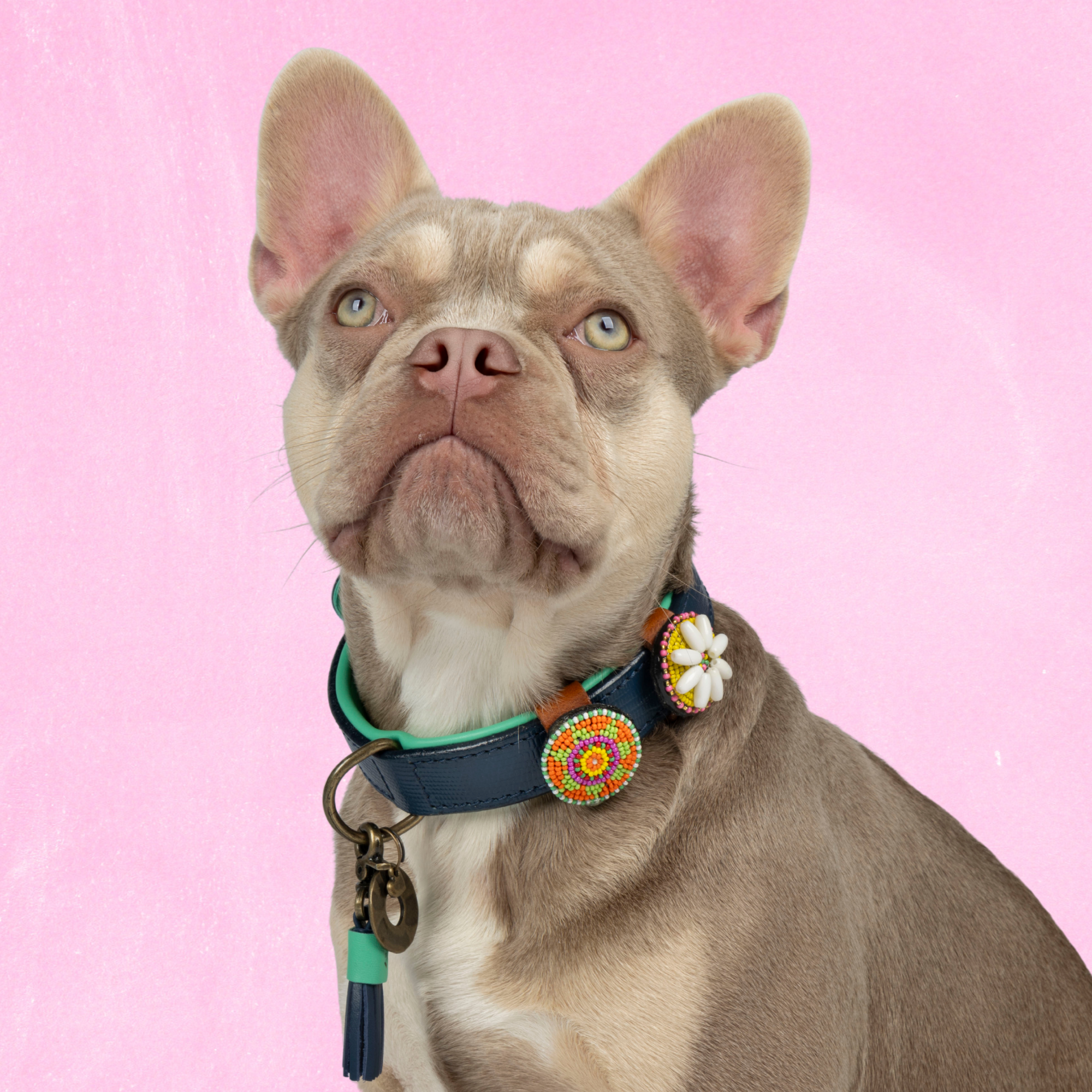 Detroit Tigers Hondenhalsband M ( Halsomvang 32-39 cm / 2,5 cm)