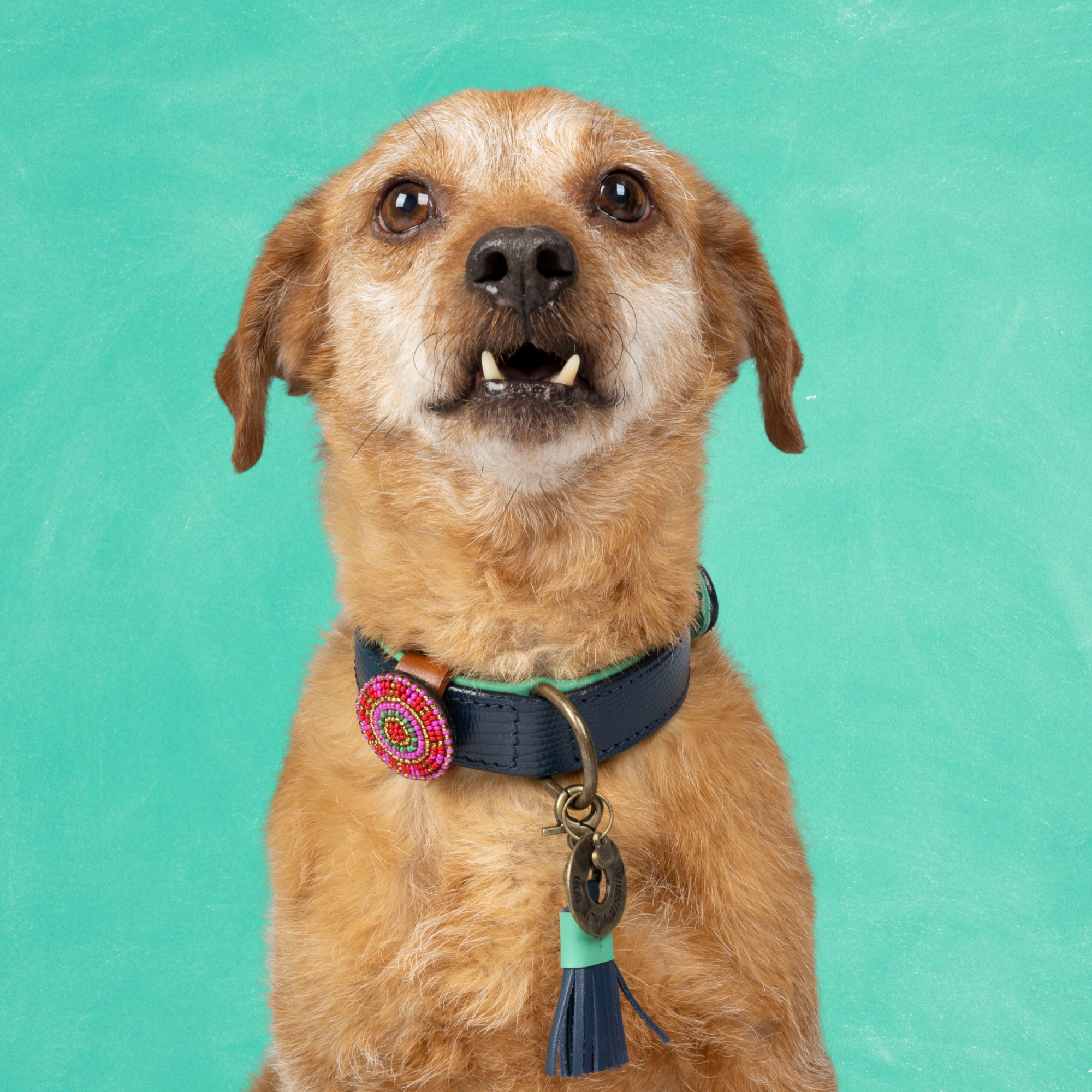 Detroit Tigers Hondenhalsband S ( Halsomvang 27-33 cm / 2,5 cm)