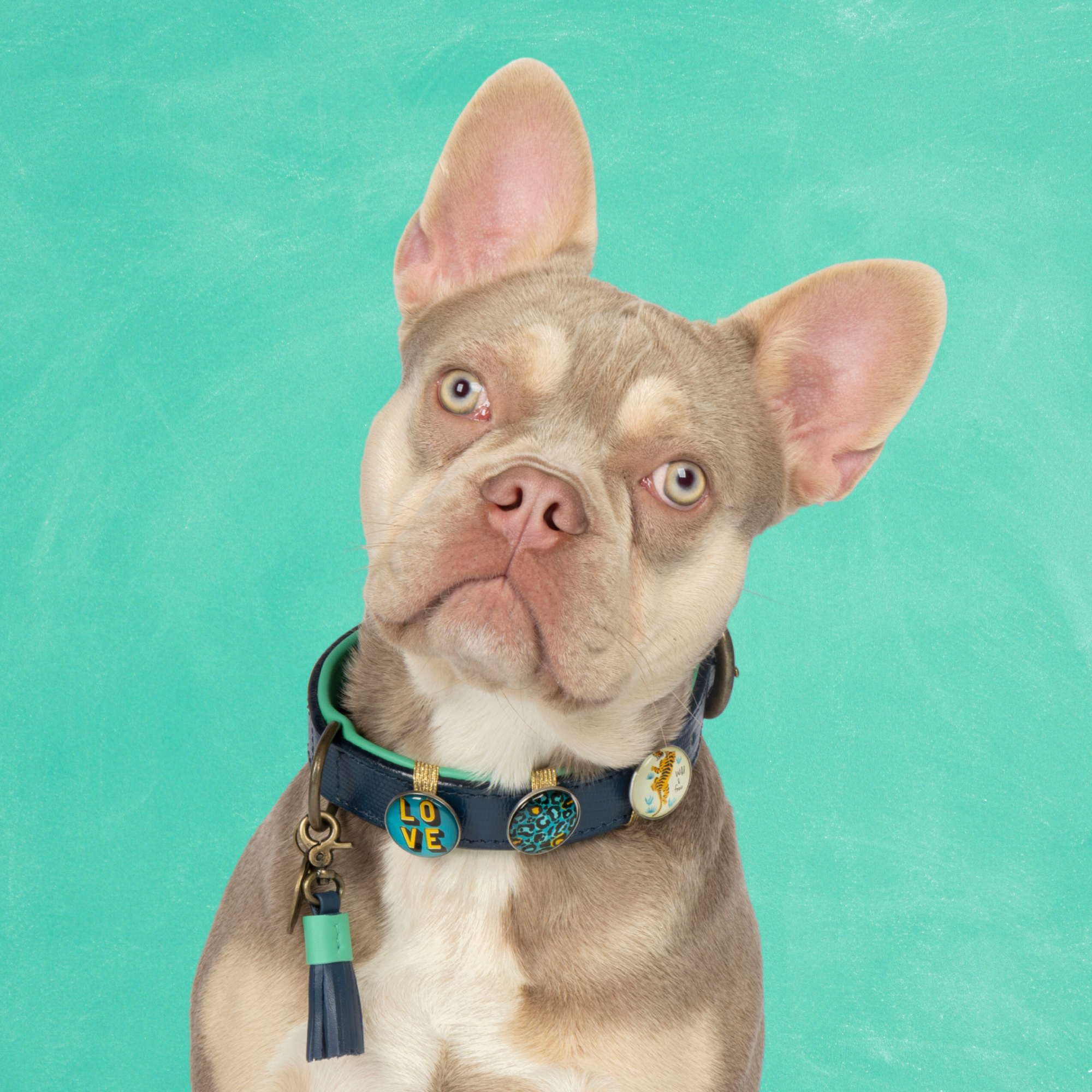 Detroit Tigers Hondenhalsband M ( Halsomvang 32-39 cm / 2,5 cm)