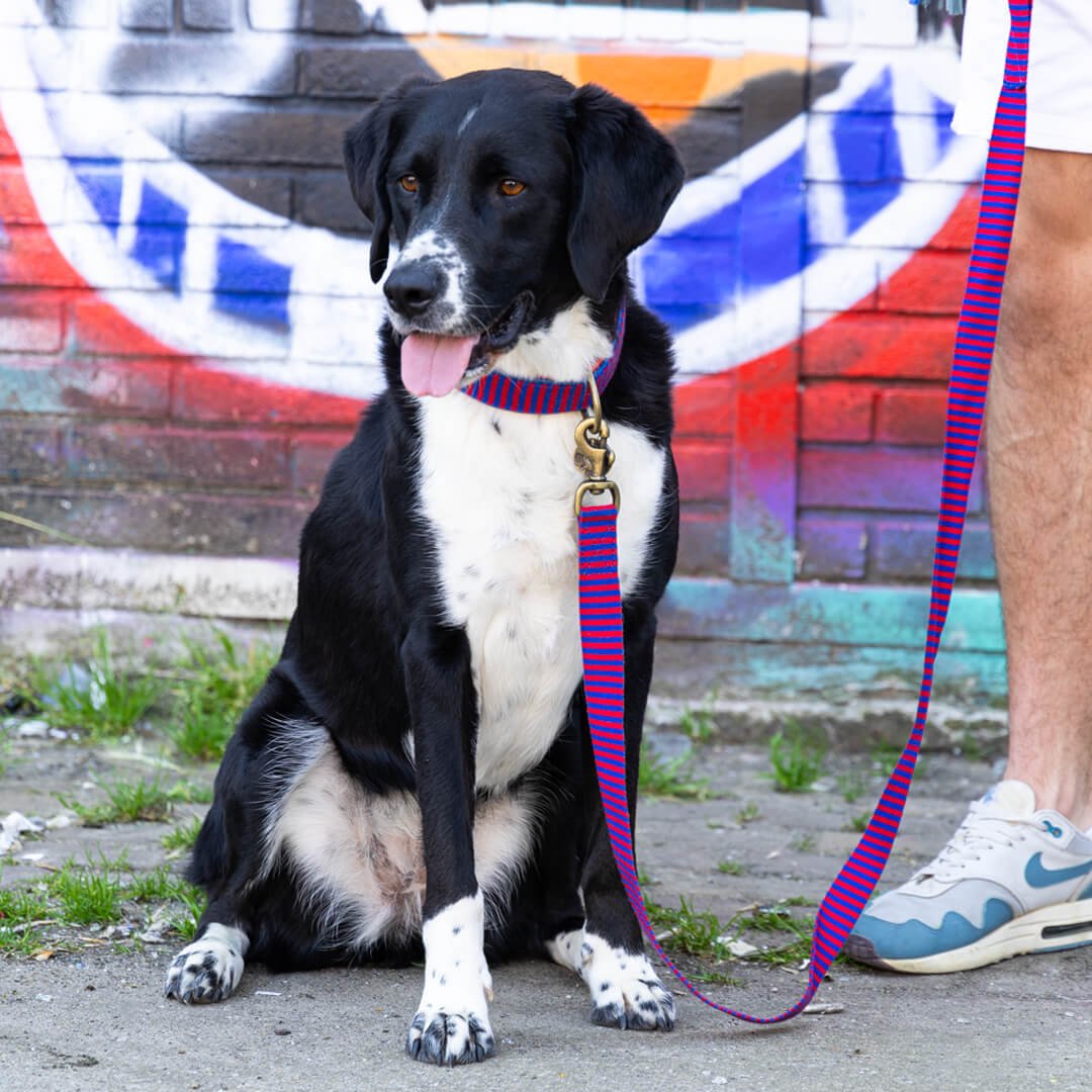 Dog-with-a-mission-Dog-collar-colorful-mr-clooney