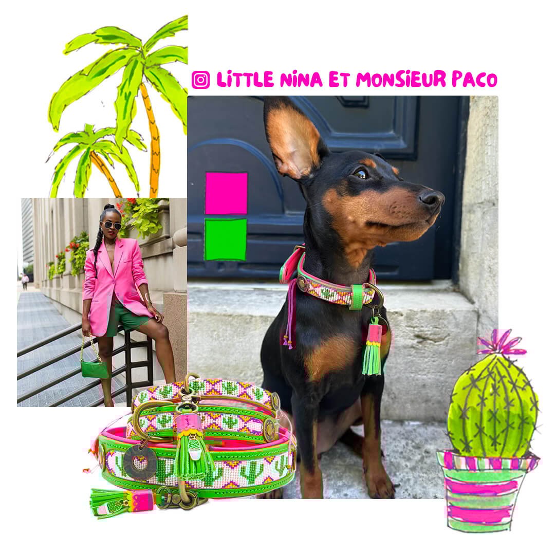 Dog-with-a-mission-dog-collar-fashion-colorful