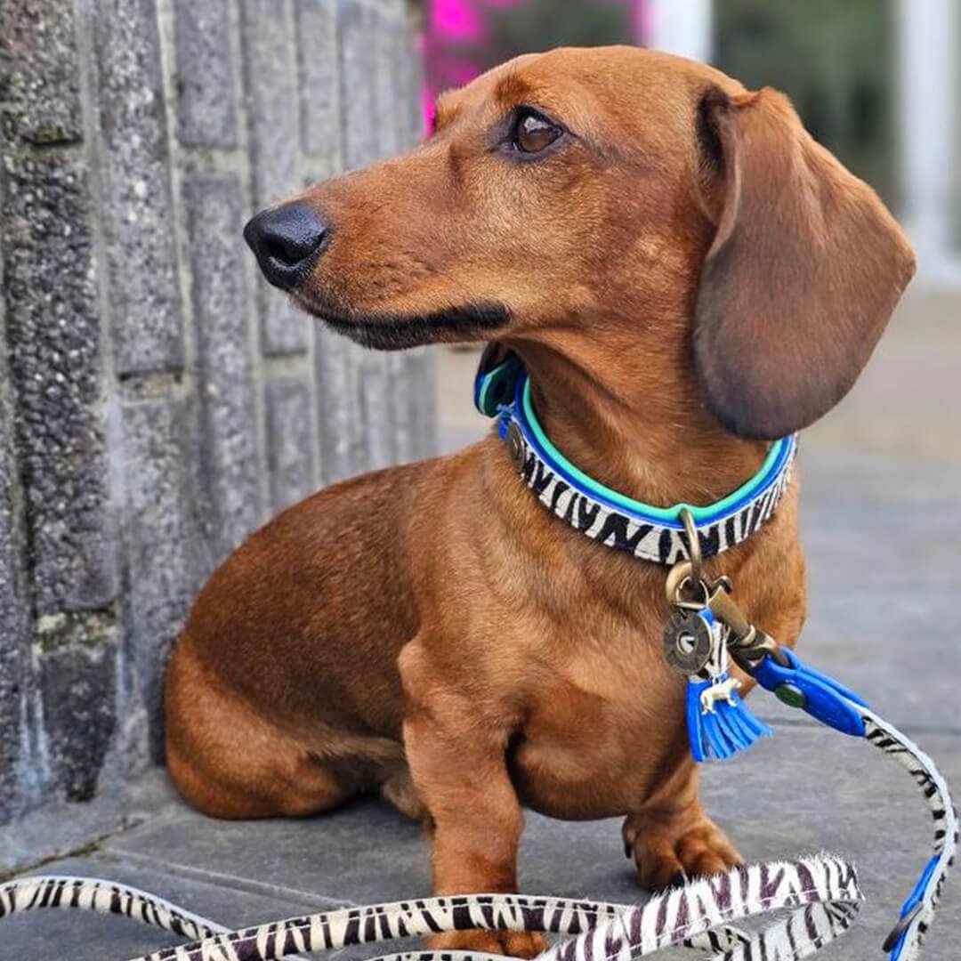 Dandy hondenhalsband XS met zebraprint op extra kleine hond - Dog with a Mission