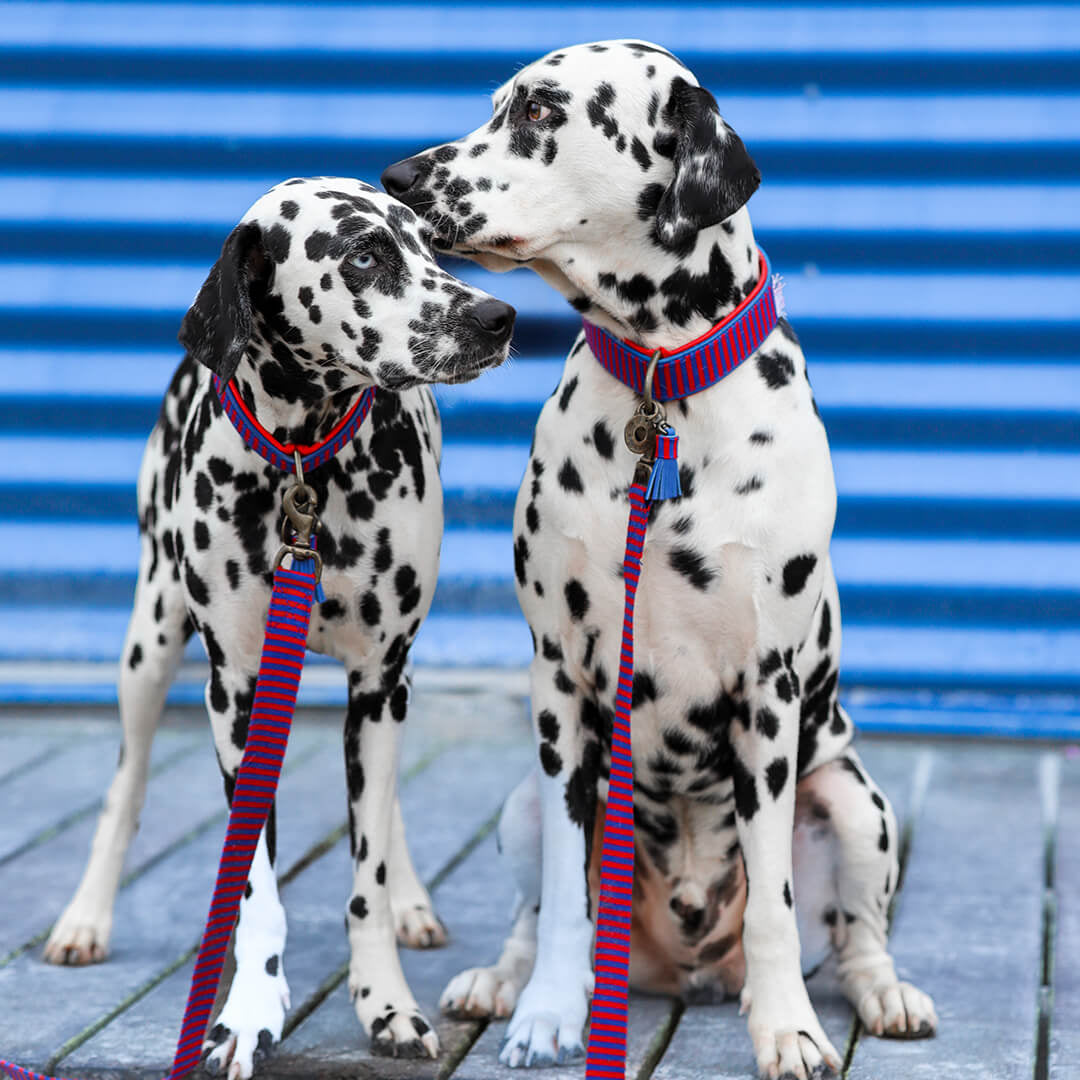 Dog-with-a-mission-Dog-collar-mr-clooney-dalmatian
