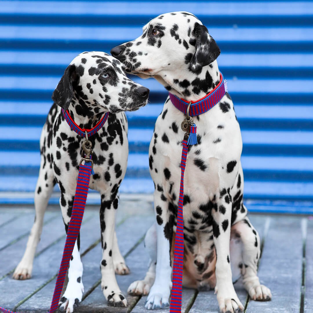 Dog-with-a-mission-Dog-collar-mr-clooney-dalmatian