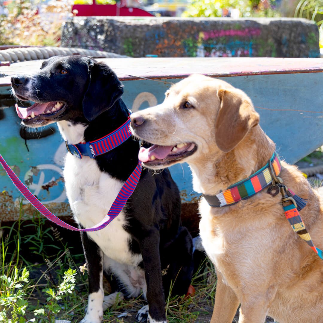 Dog-with-a-mission-Dog-collar-mr-mrs-smith-mr-clooney