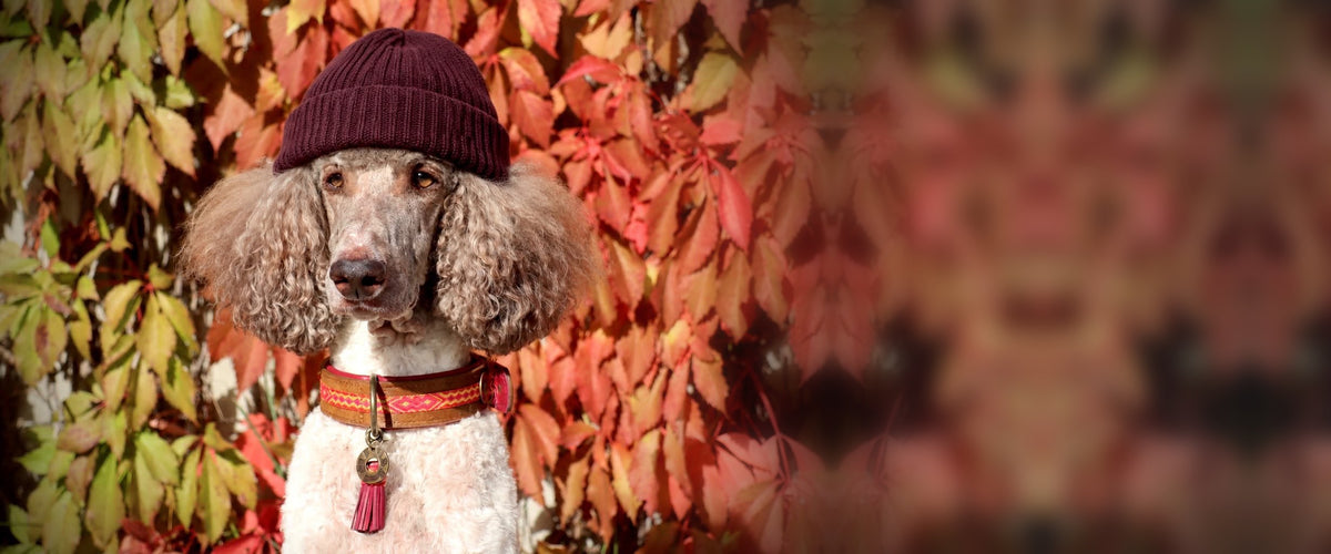 Poedel met muts draagt de Yuki halsband met kwast van Dog with a Mission