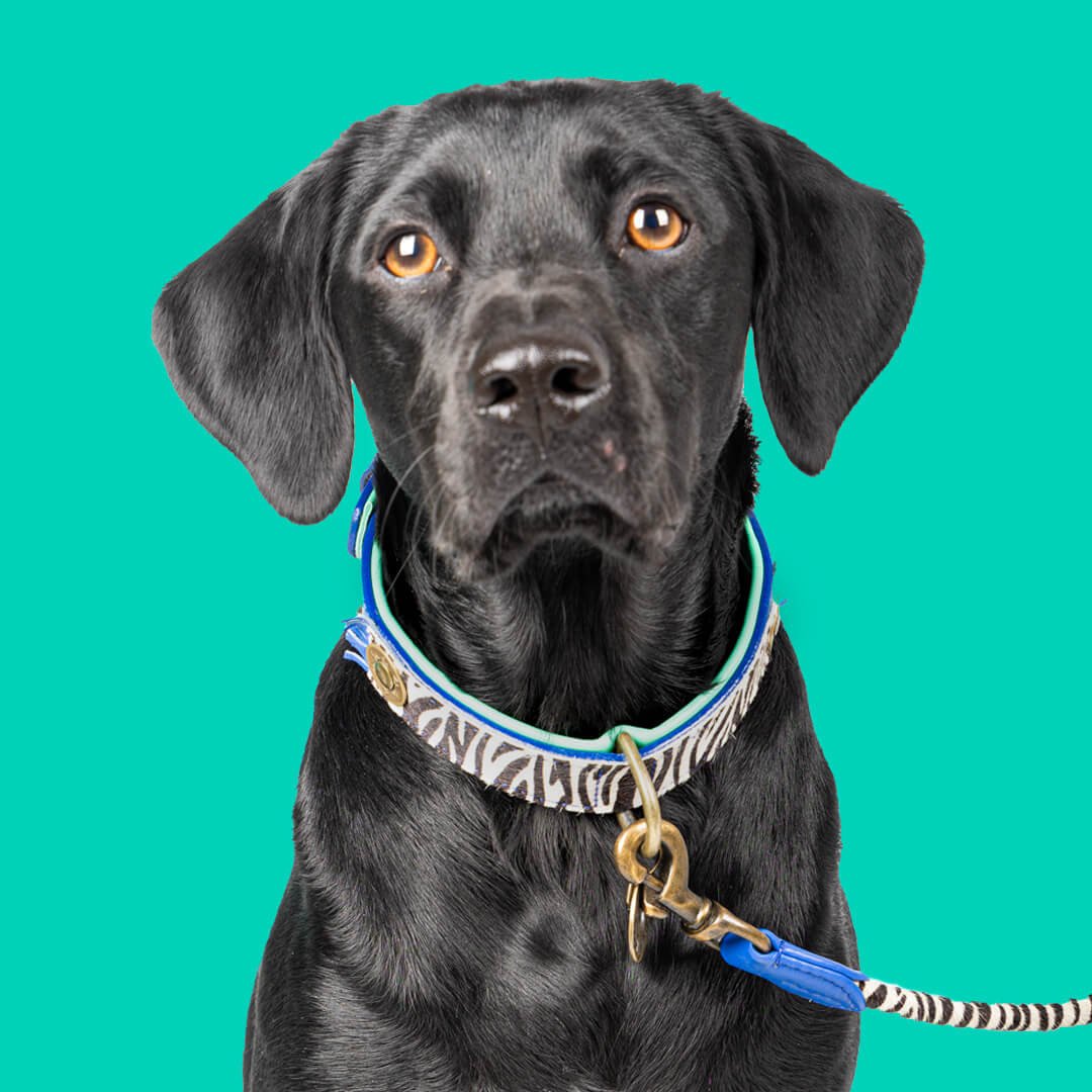Dog-with-a-mission-dog-leash-collar-zebra-animalprint-dandy