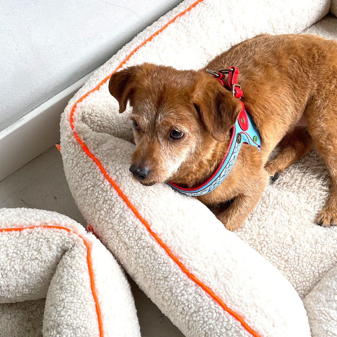 Dog-with-a-mission-harnas-hond-blauw-rood-dutchie