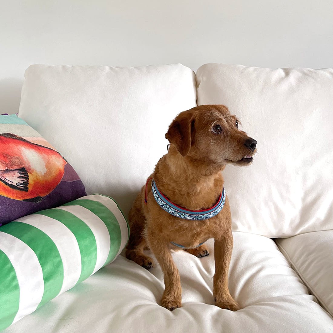 Dog-with-a-mission-harness-dutchie-blue-dog