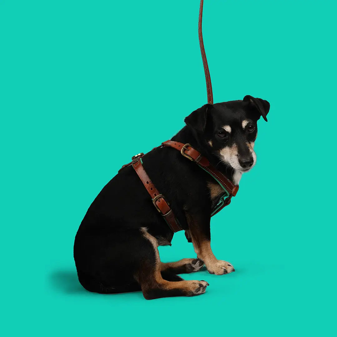 Dog-with-a-mission-harness-rock-1