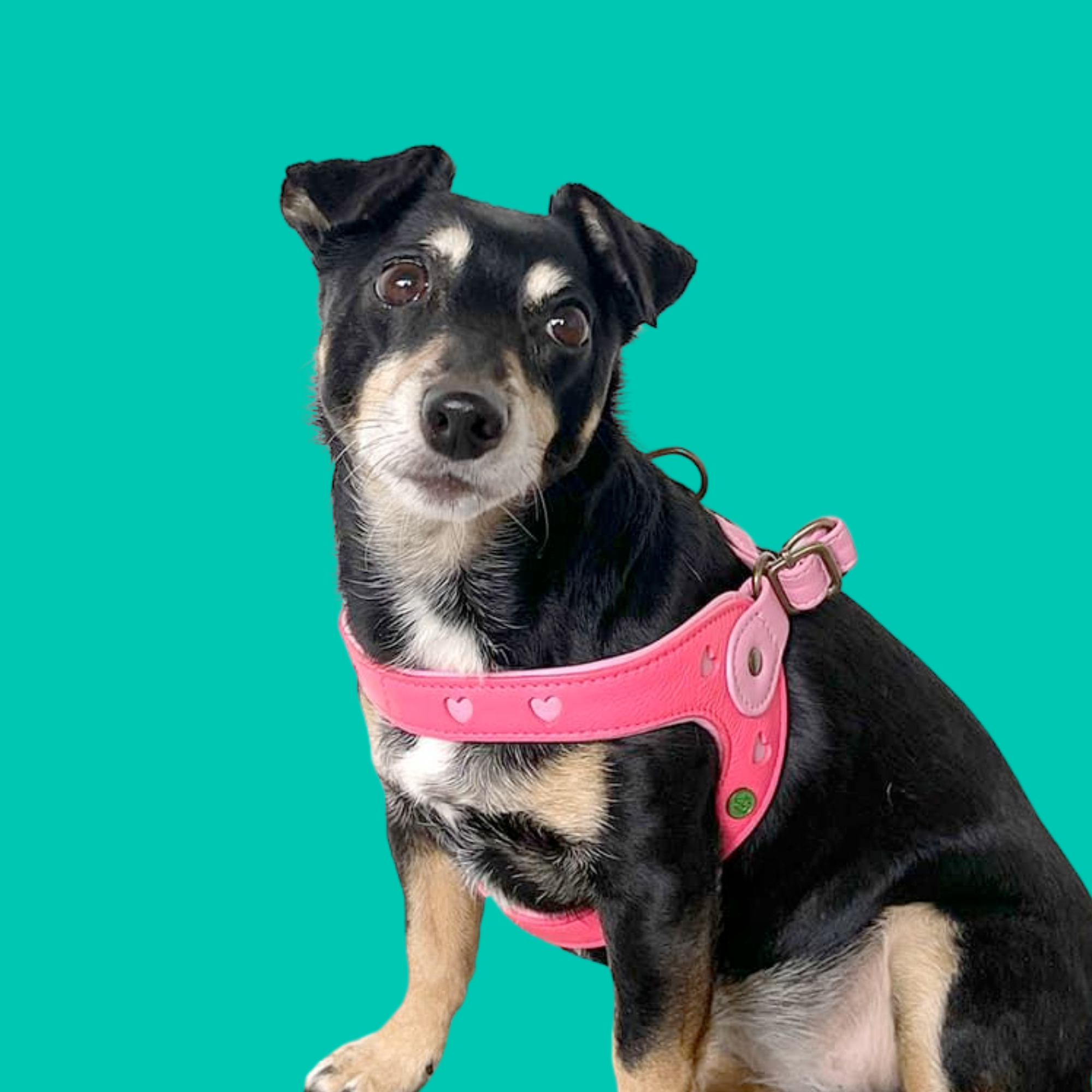 Dog-with-a-mission-harnesses-dog-hearts-pink-sweety