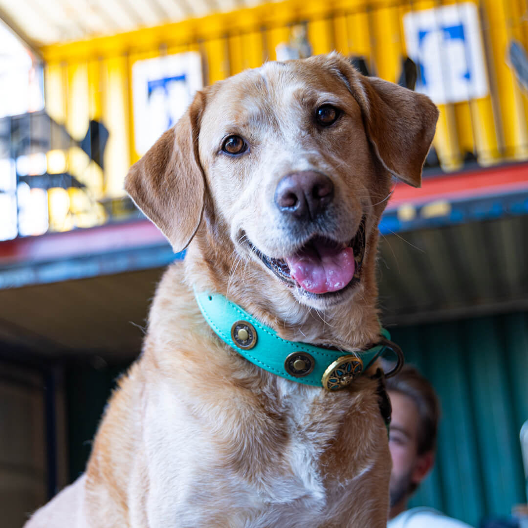 Dog-with-a-mission-honden-halsband-urban-rebel