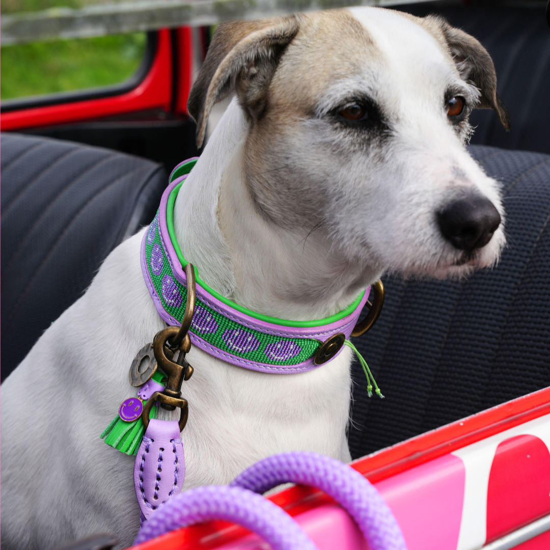 Dog-with-a-mission-lila_halsband_smiley