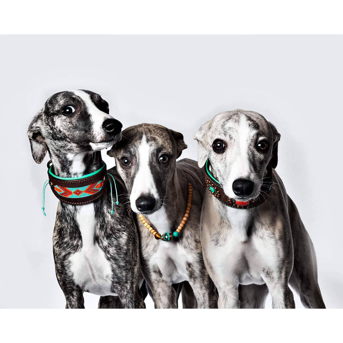 DOG-WITH-A-MISSION-PADDY-LEE-COLLAR-GREYHOUND-halsbanden