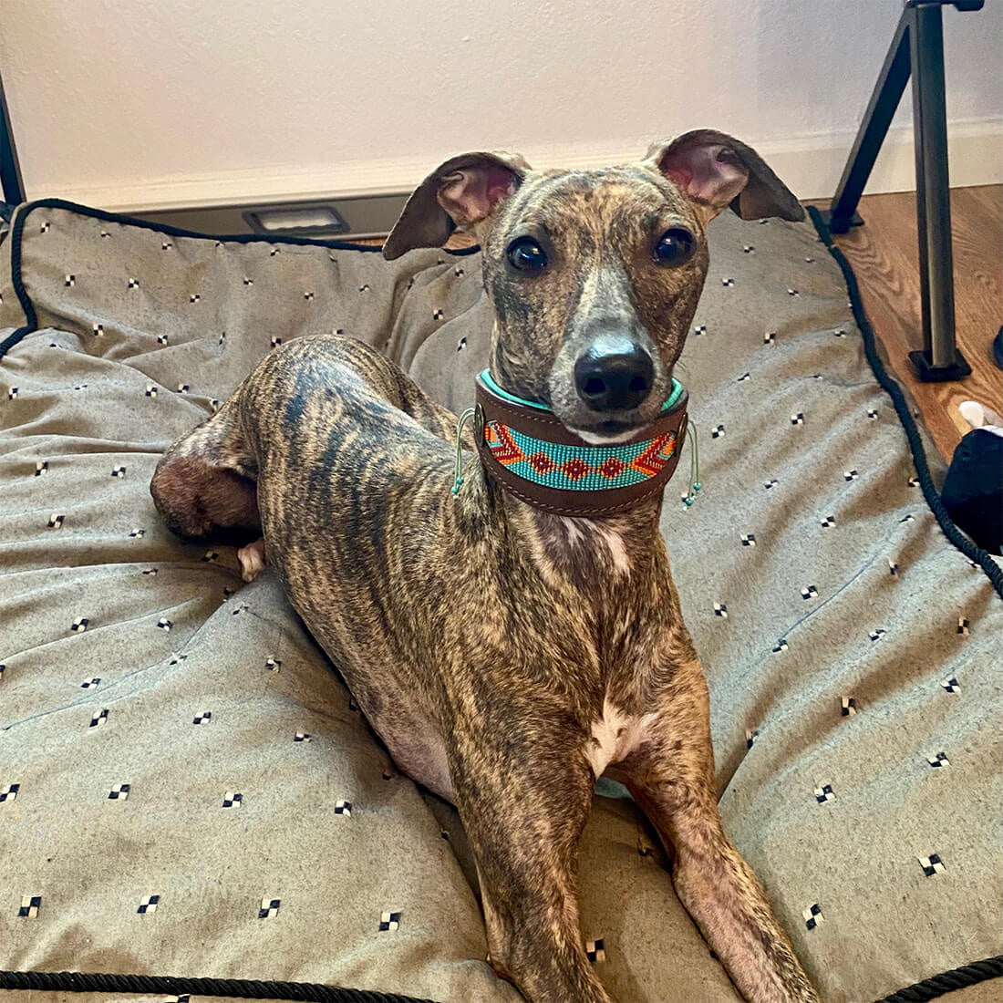 DOG-WITH-A-MISSION-PADDY-LEE-COLLAR-GREYHOUND-halsbanden